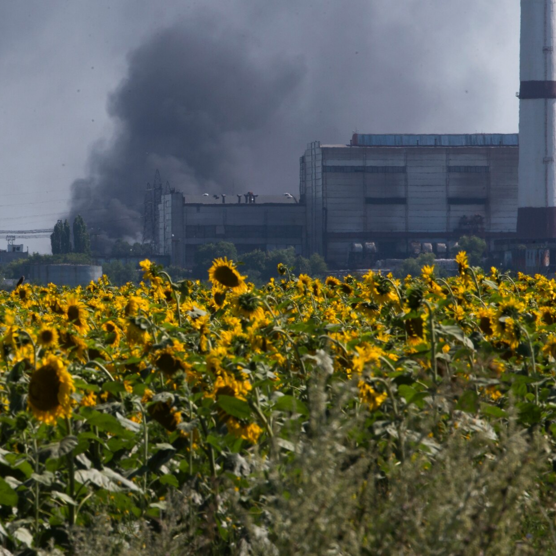 Sunflower Oil Vanishes as Ukraine War Grinds On