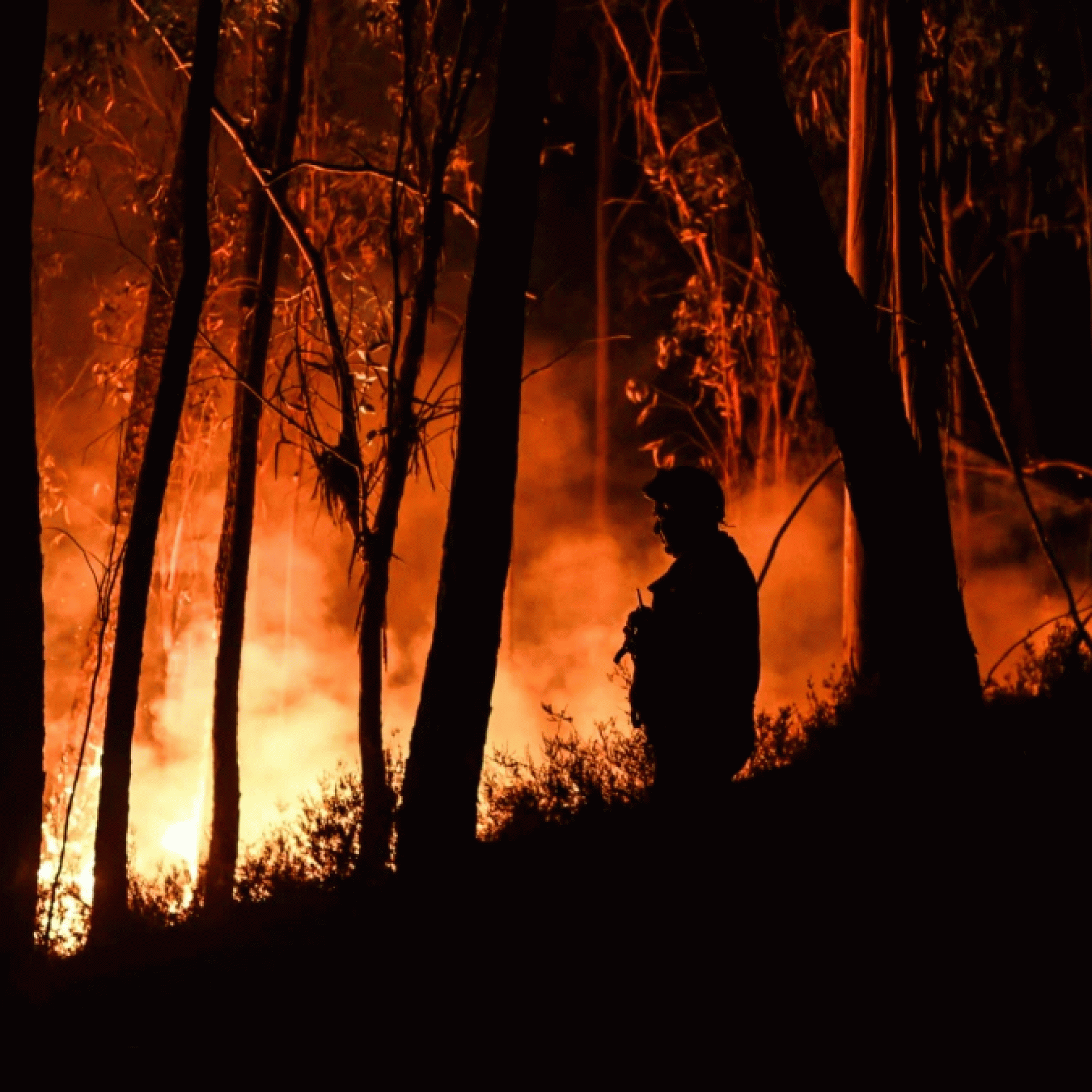 Portugal battles wildfires amid drought heat 29 injured