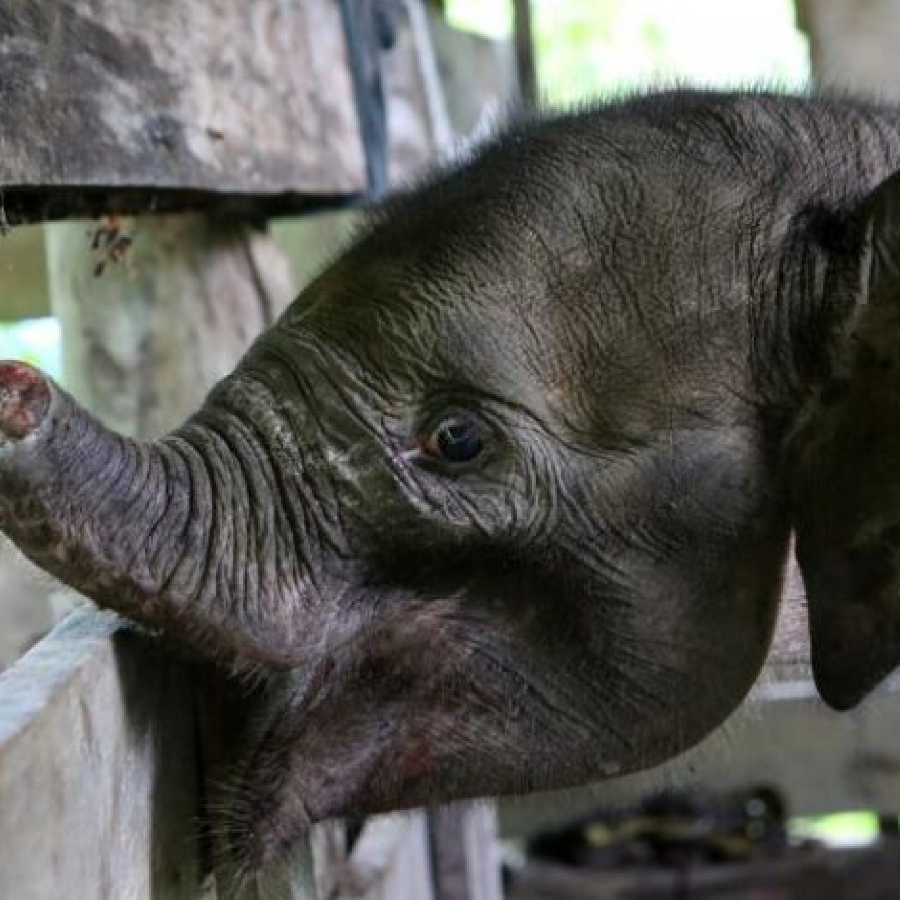 Baby elephant dies after losing half its trunk in poachers trap