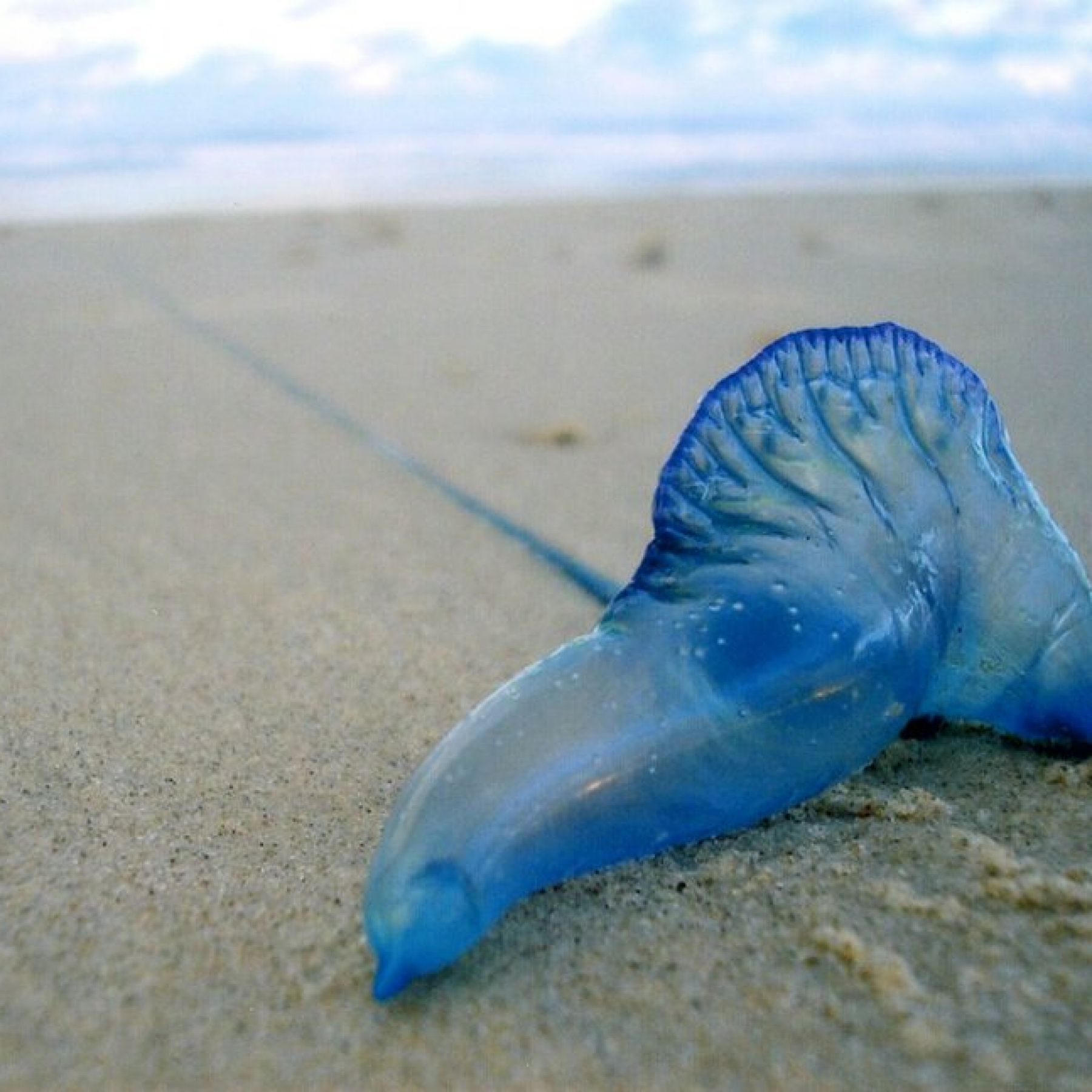 Terrorising us: bluebottles wash up on Australian beaches in gobsmacking numbers