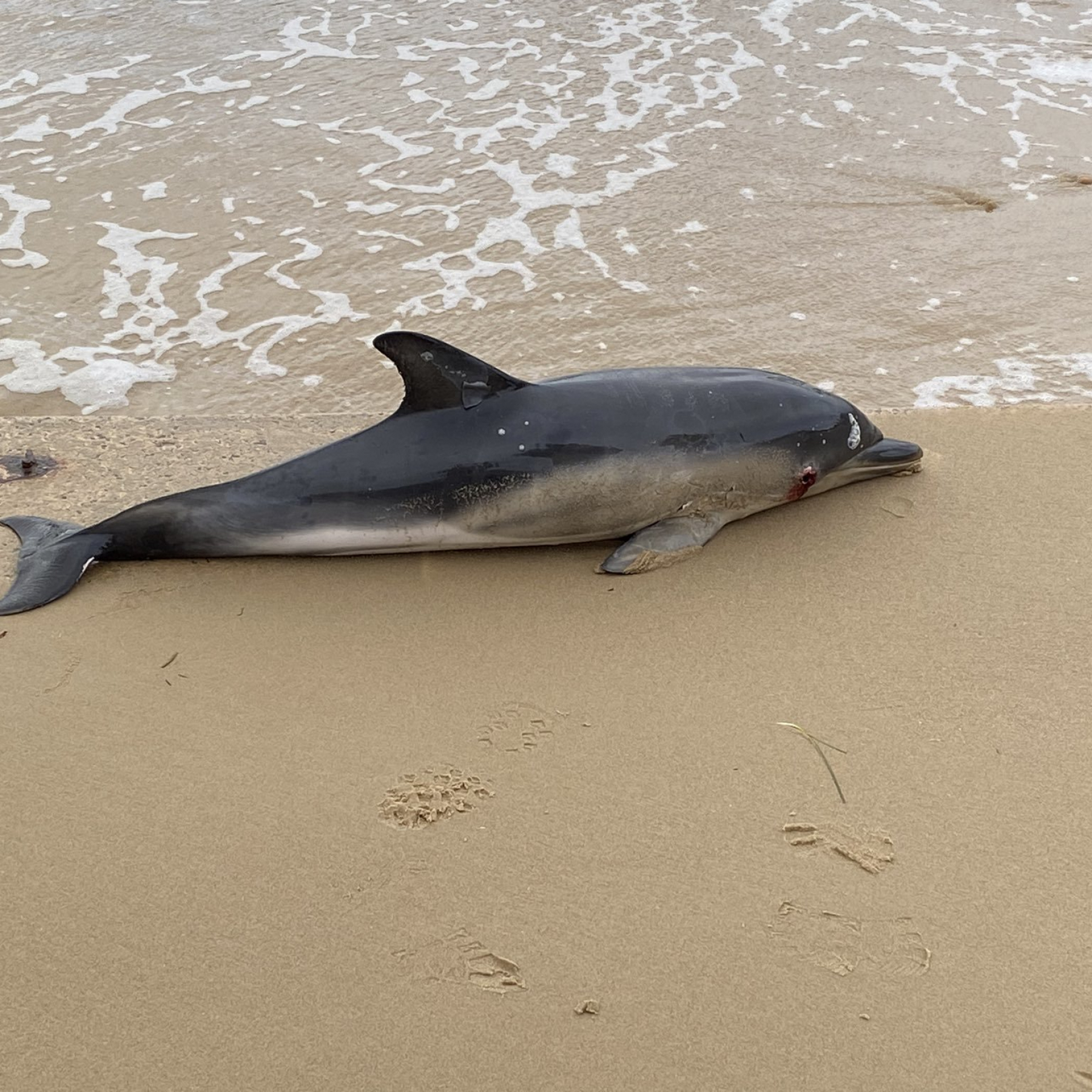 Rewards offered after dolphin harassed to death on Texas beach another impaled in Florida