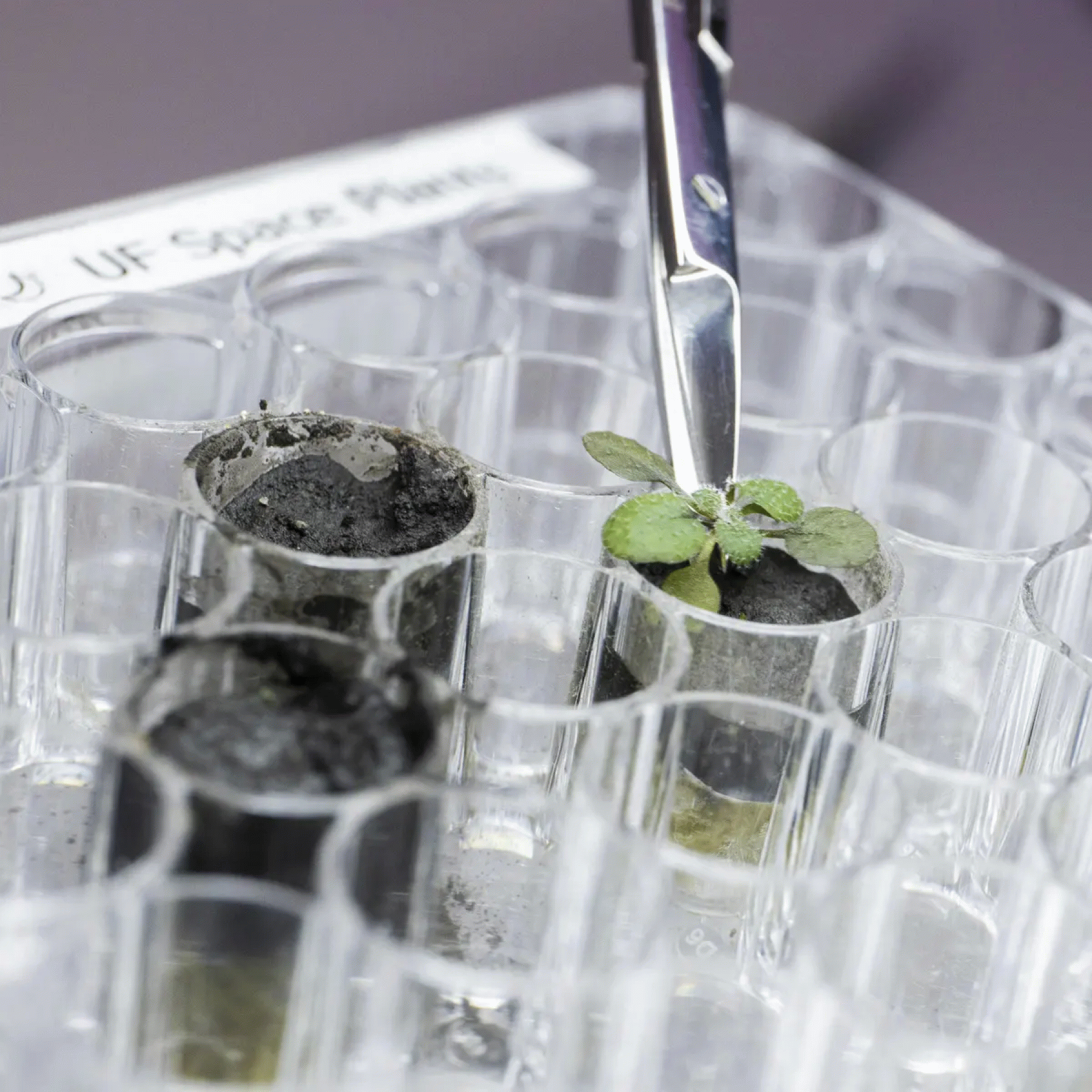 In giant leap forwards scientists grow plants in Moon soil