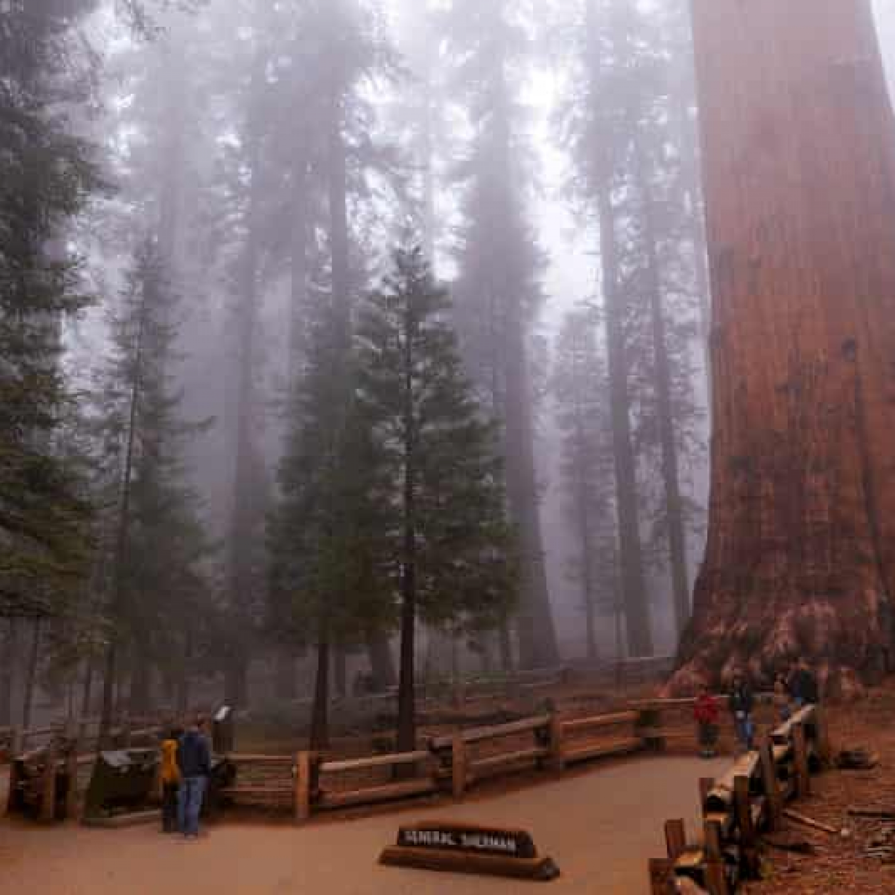 Worlds largest tree wrapped in fire-resistant blanket as California blaze creeps closer
