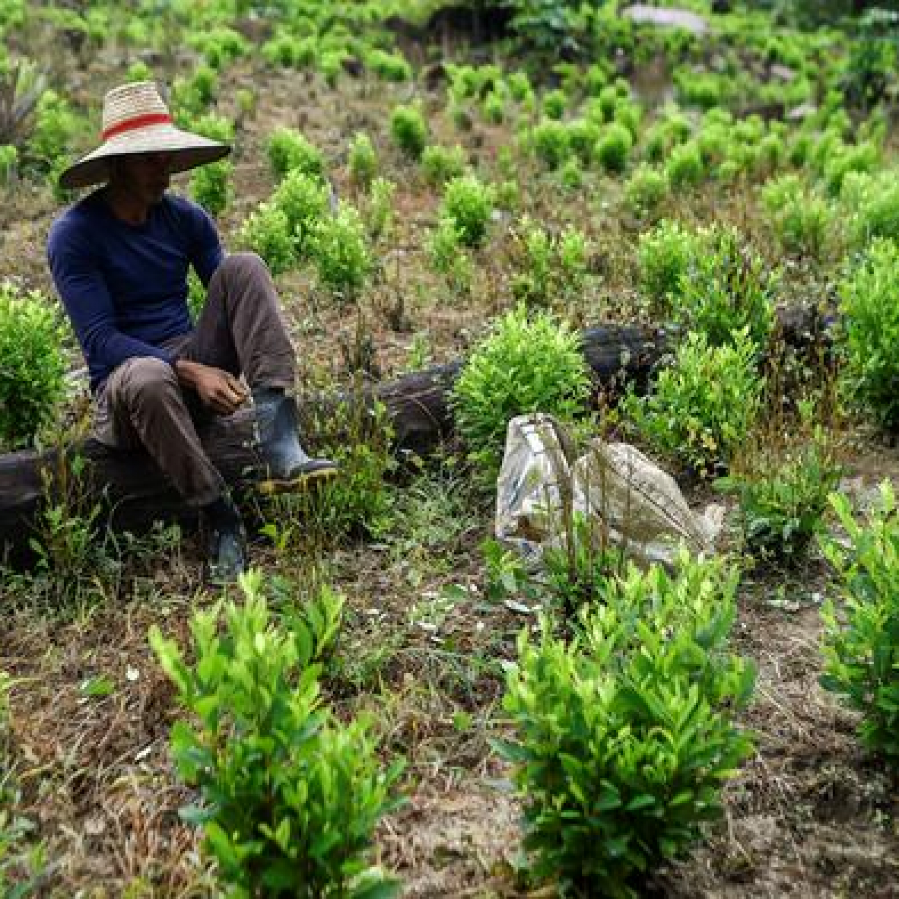 Colombia: Coca farmers release 180 soldiers from hostage