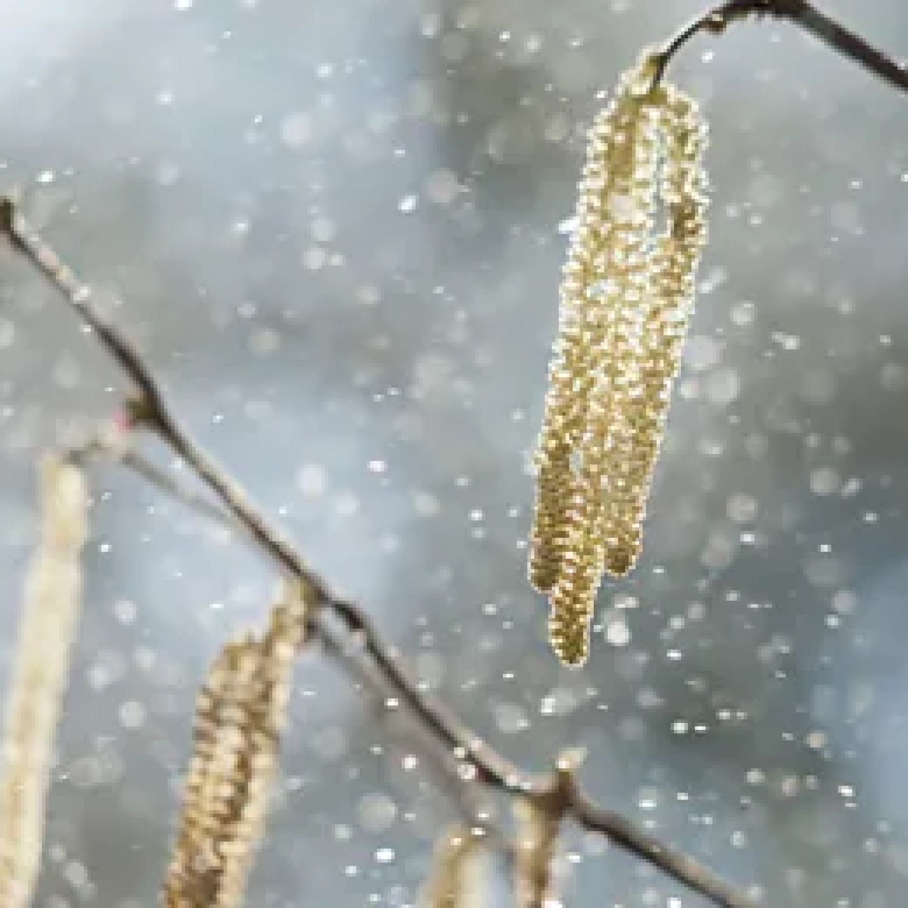How climate change is supercharging pollen allergies