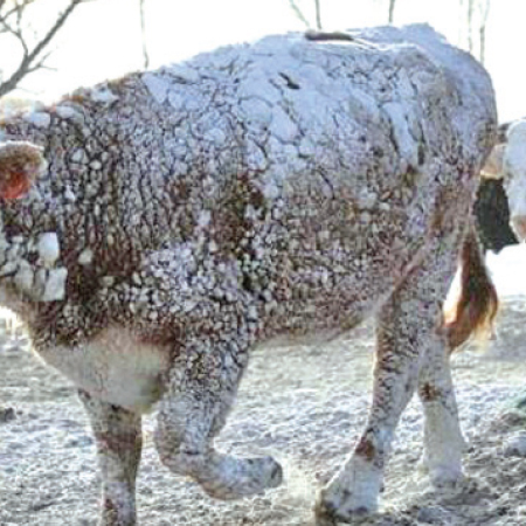 Cows walk in the snow following a blizzard in Sturgis, South Dakota