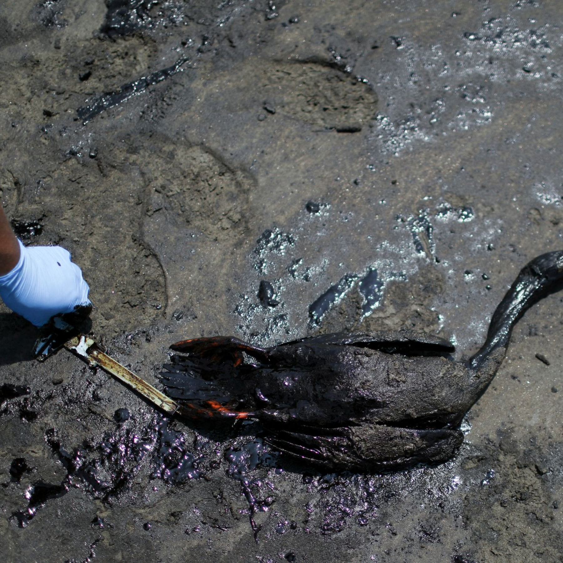 Tonga volcano eruption blamed for huge oil spill in Peru