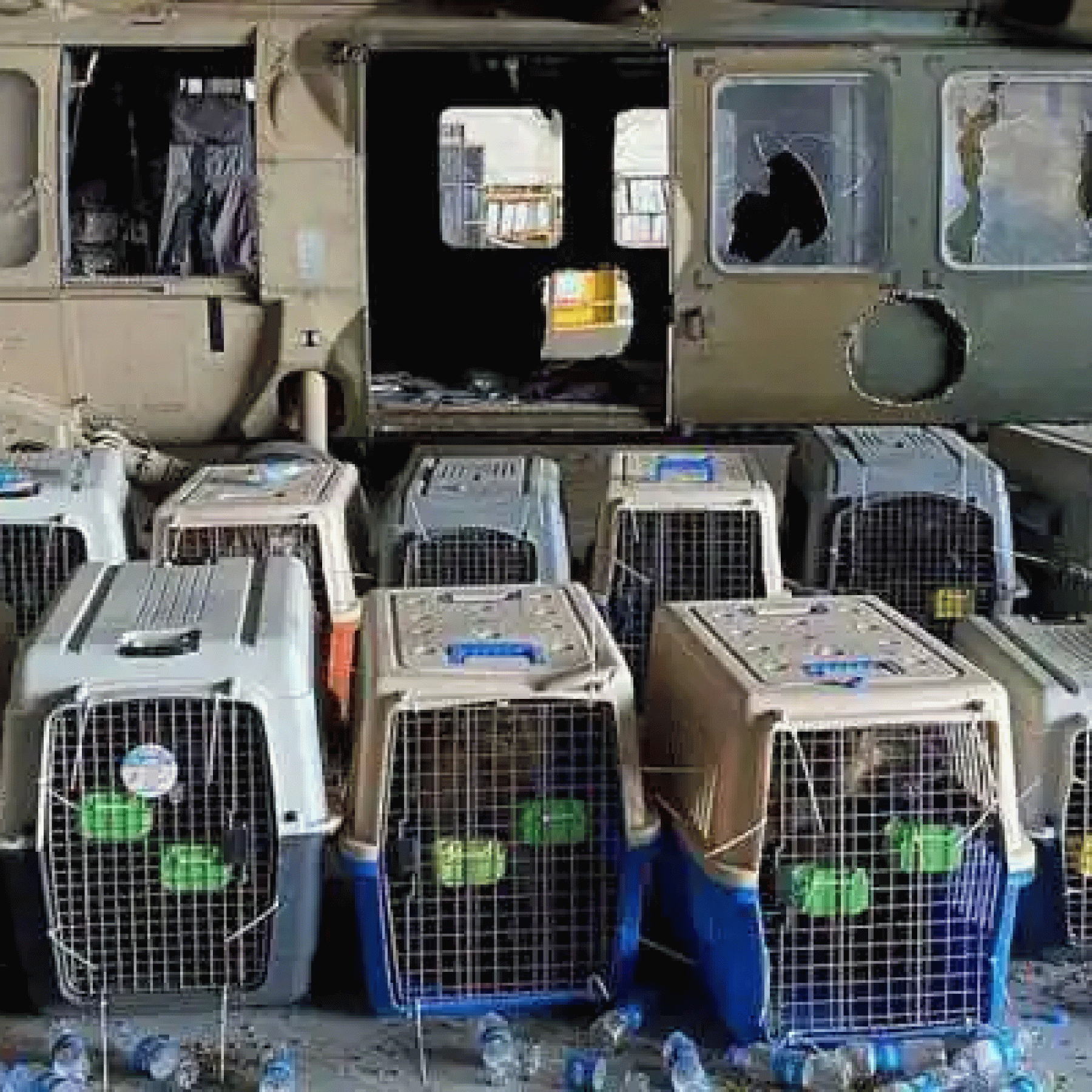 US military leaves behind dozens of service dogs in Afghanistan animal welfare groups to evacuate them