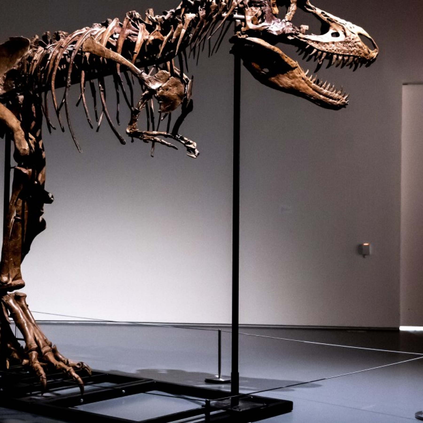 A 76 million-year-old dinosaur skeleton will be auctioned in New York City