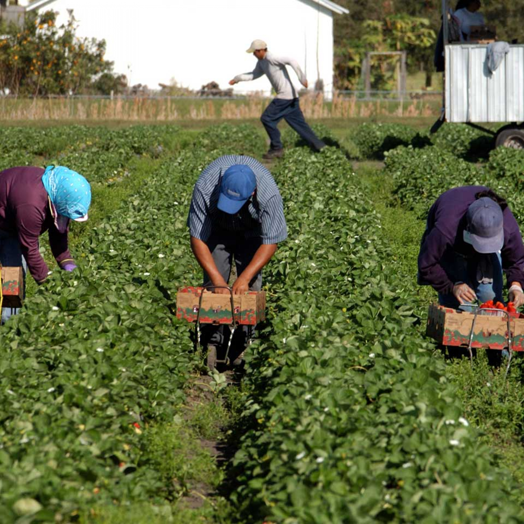 Day Laborers Pay a Steep Price Working in California Fire Zones