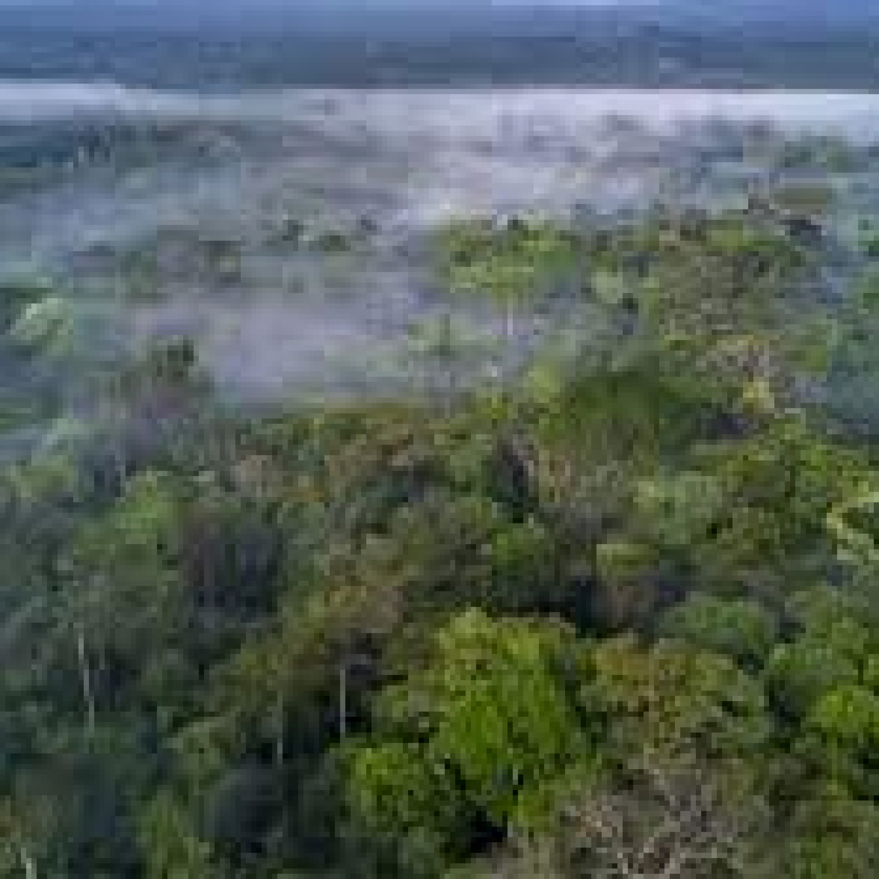 Facebook to act on illegal sale of Amazon rainforest