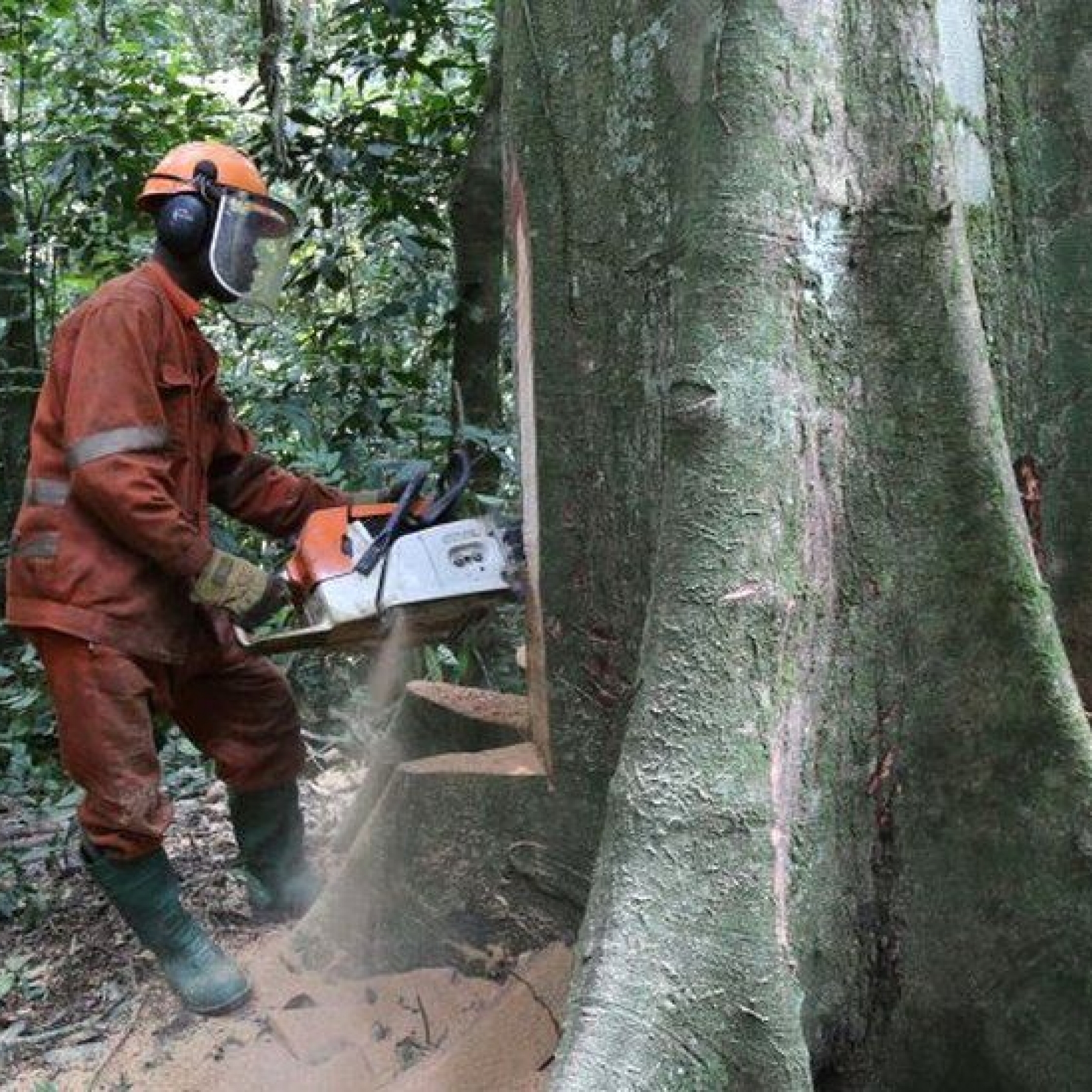 Ambassador tells EU that deforestation rules burdensome
