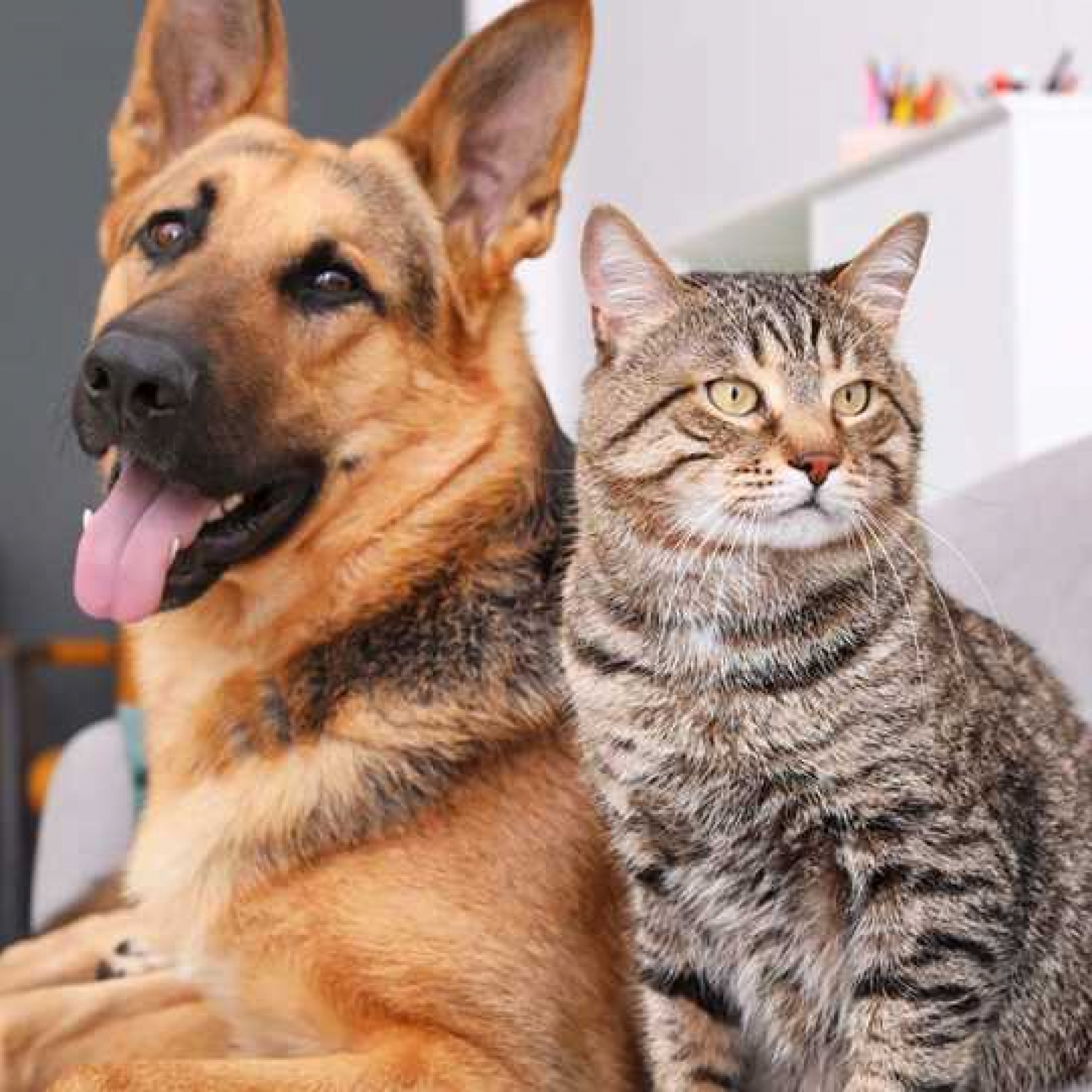 Farming mink dogs and cats may spur disease reservoirs