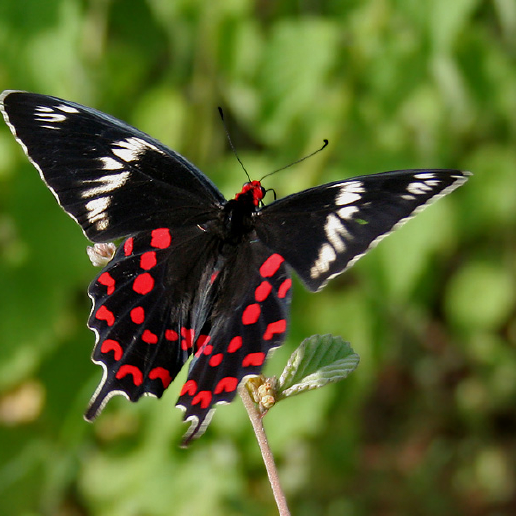 Crimson Rose Butterflies traveling towards Sri Lanka via Dhanushkodi beach in Tamil Nadu