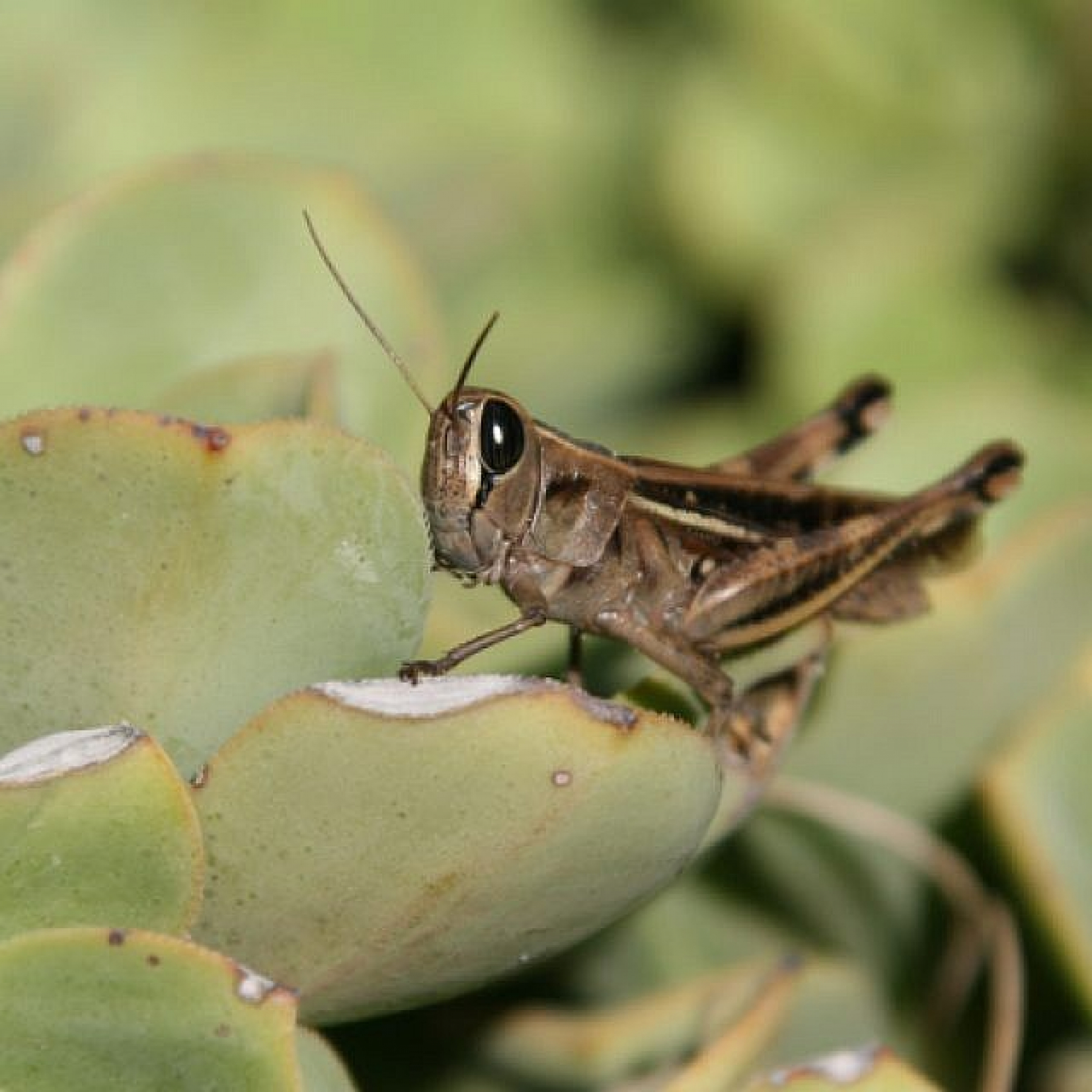 Biblical plague explained. Israeli study suggests why locusts form massive swarms