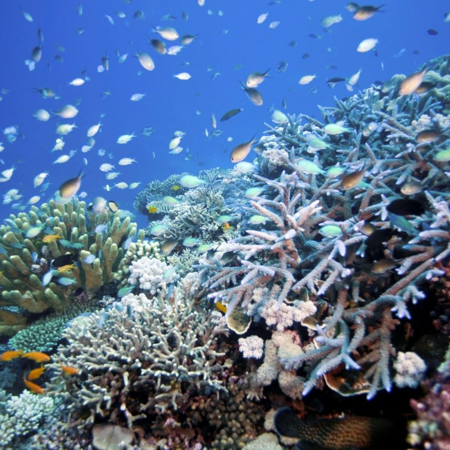 Great Barrier Reef to be given another $1 billion to protect environment