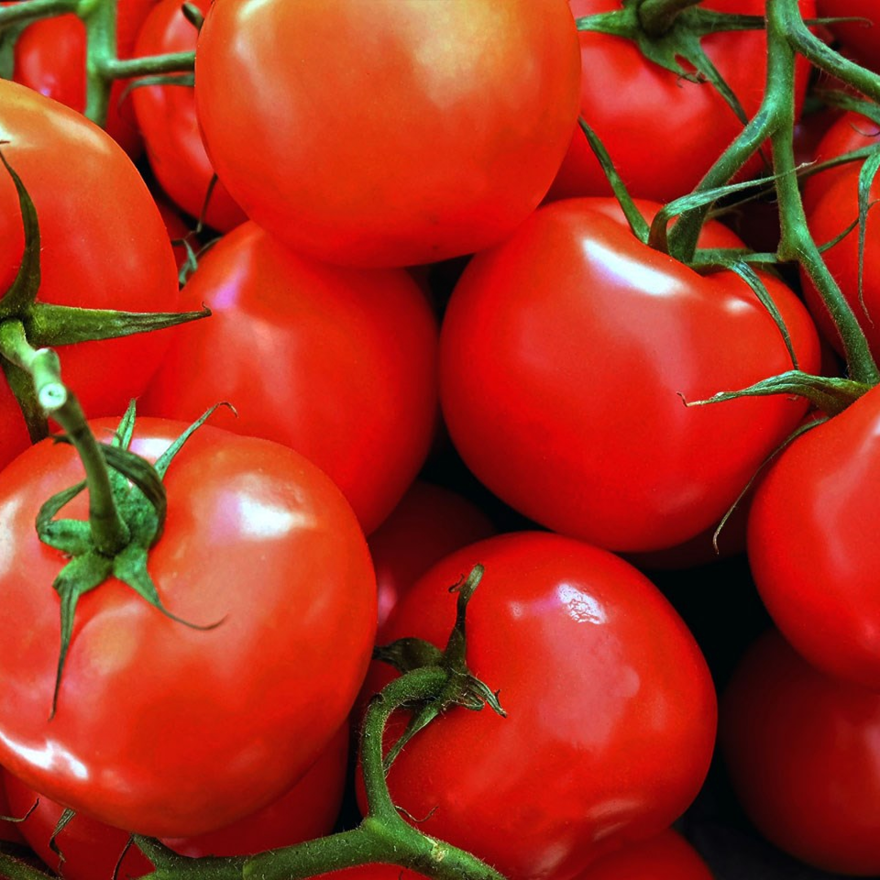 Scientists have unlocked the vitamin D potential of tomatoes study says