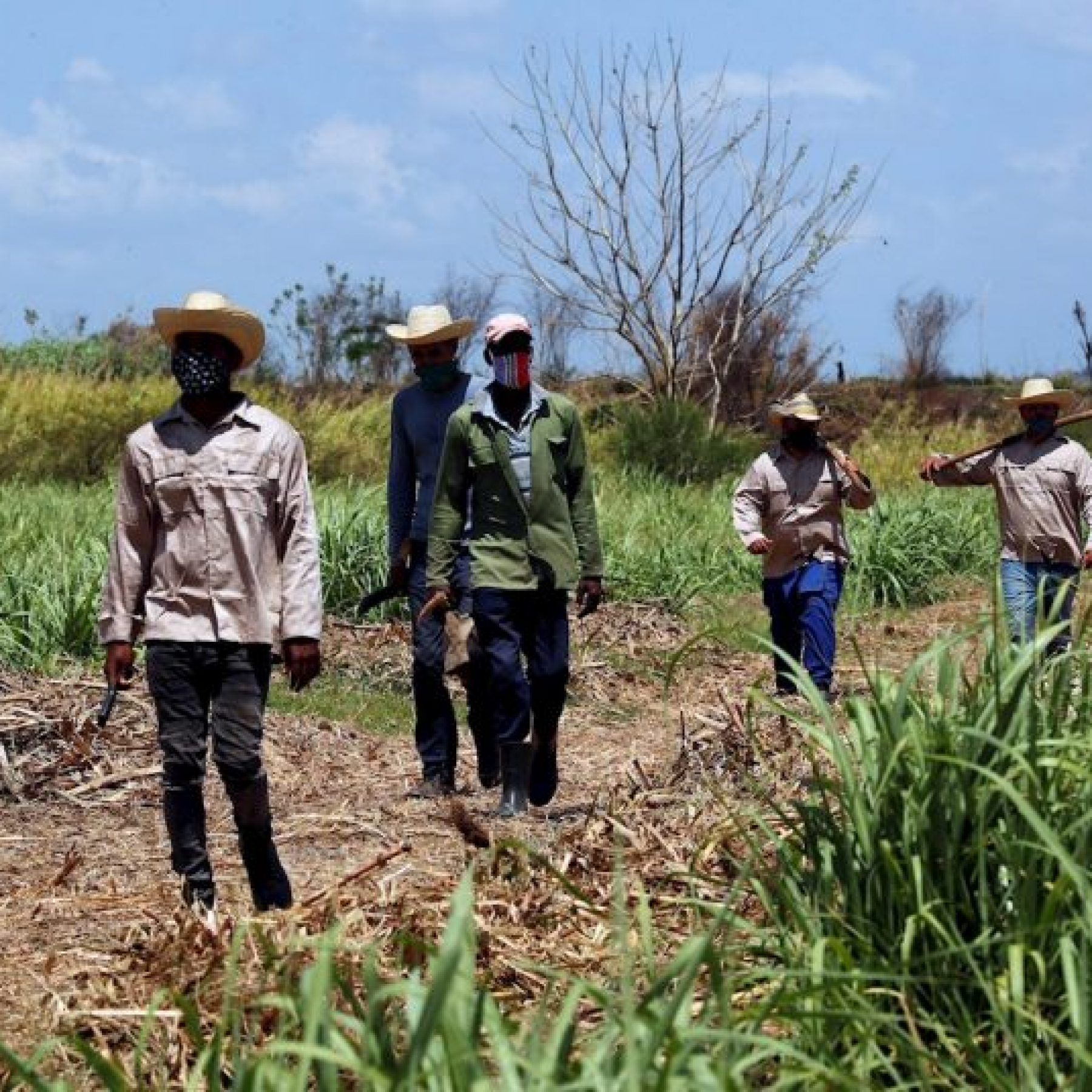 Cuba sugar harvest only half of expected sector in crisis