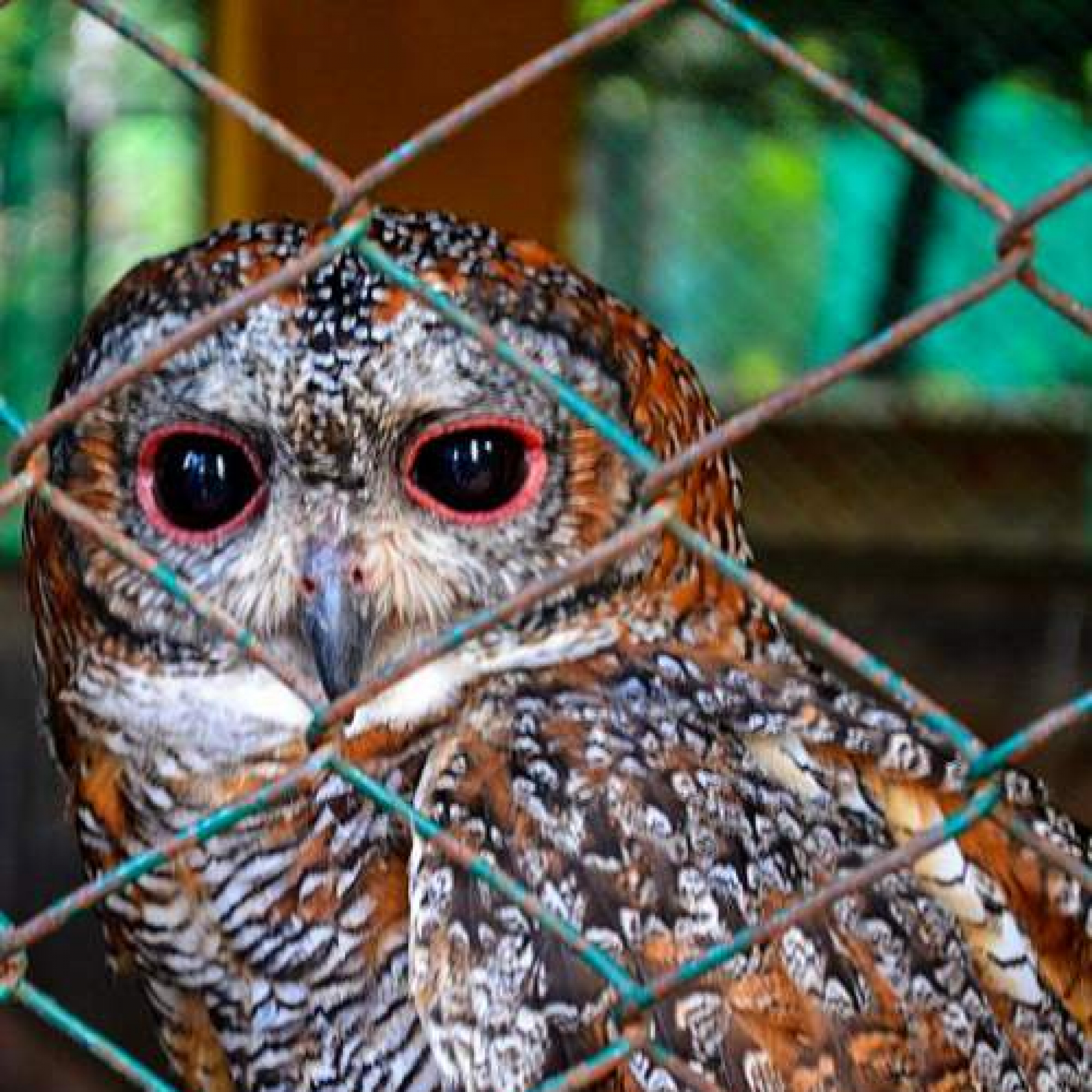 Doctor clicks rare Mottled Wood Owl in Prayagraj