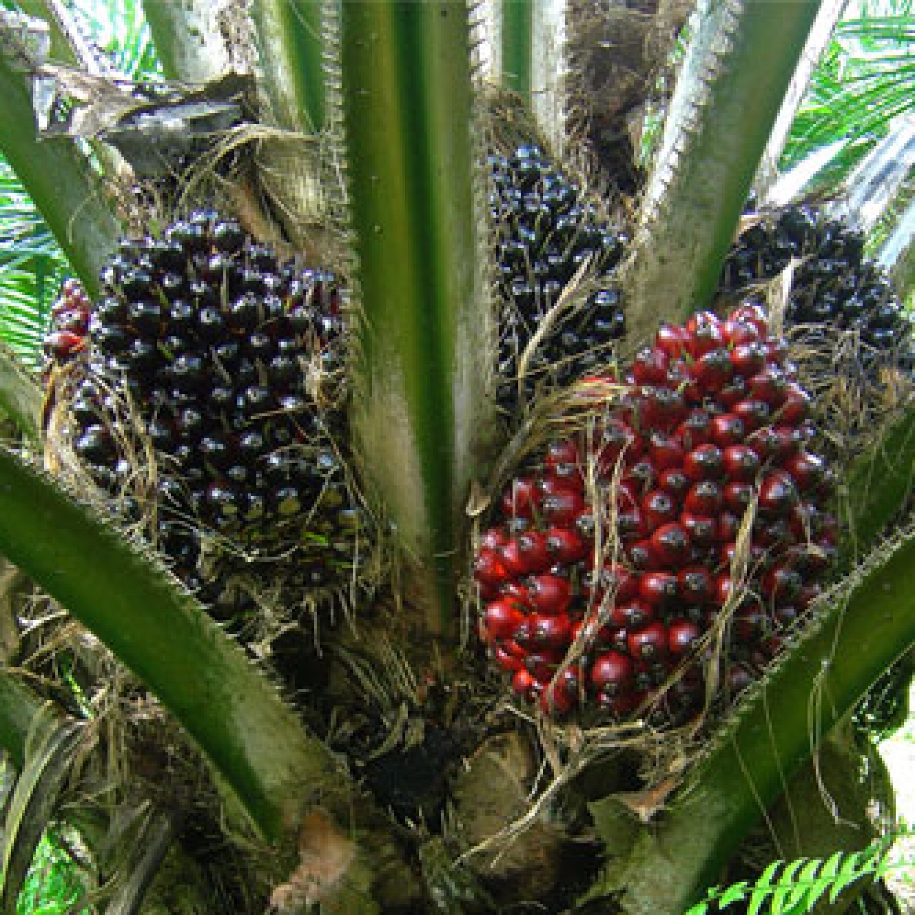 Oil-Palm-Cultivation1
