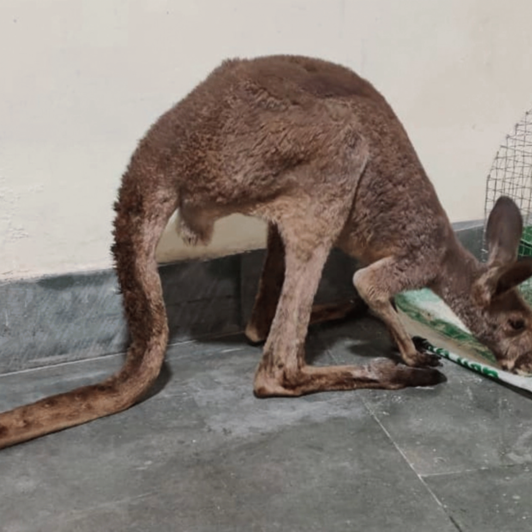 Smuggled kangaroos leave Indian forestry officials mystified