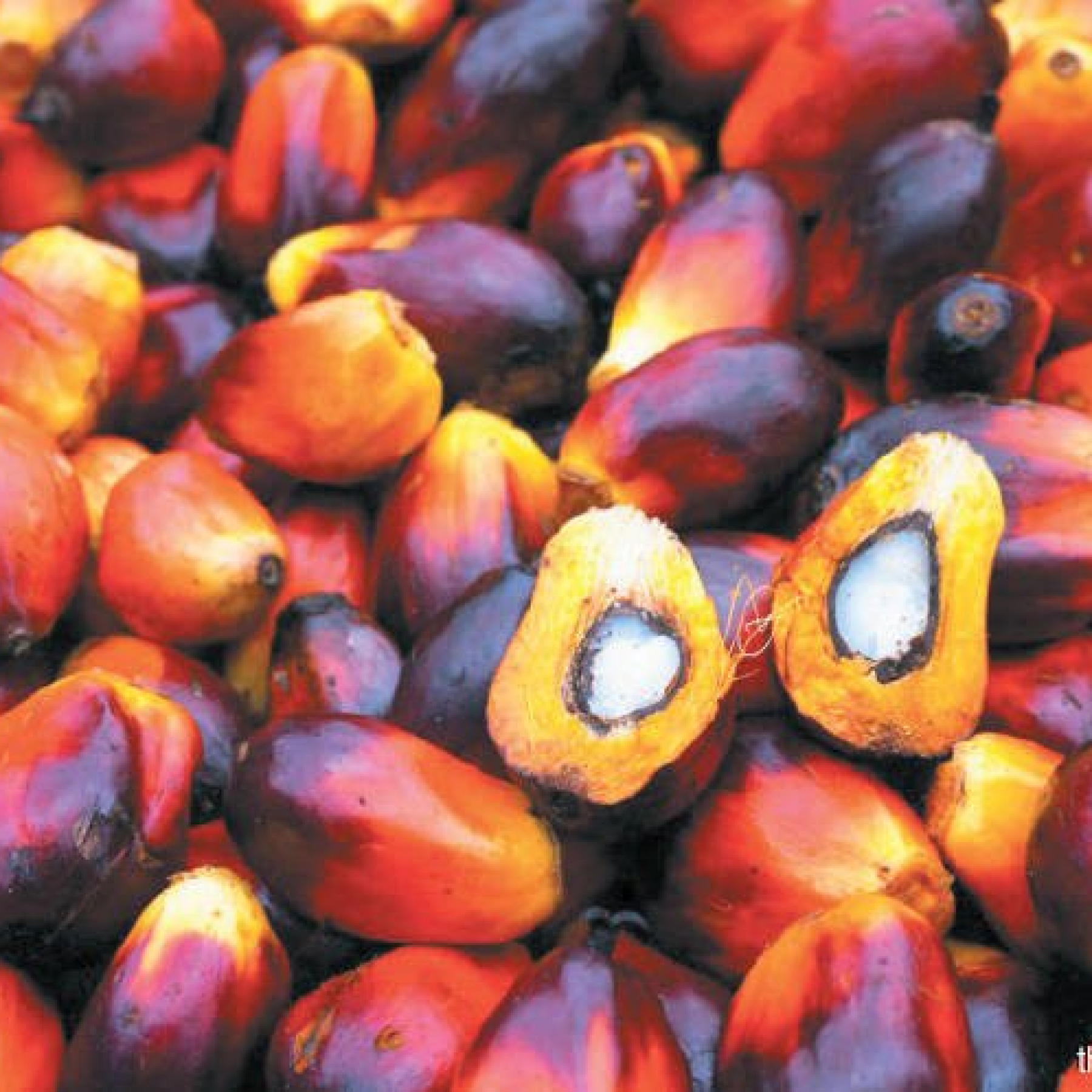 Palm prices seen firm until Feb but could ease from March –analyst Mistry