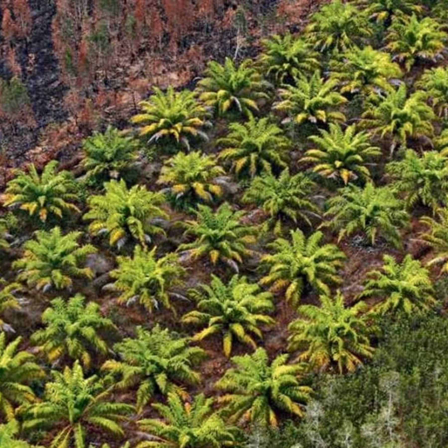 At some point we must stop: Indonesia plans to end all crude palm oil exports