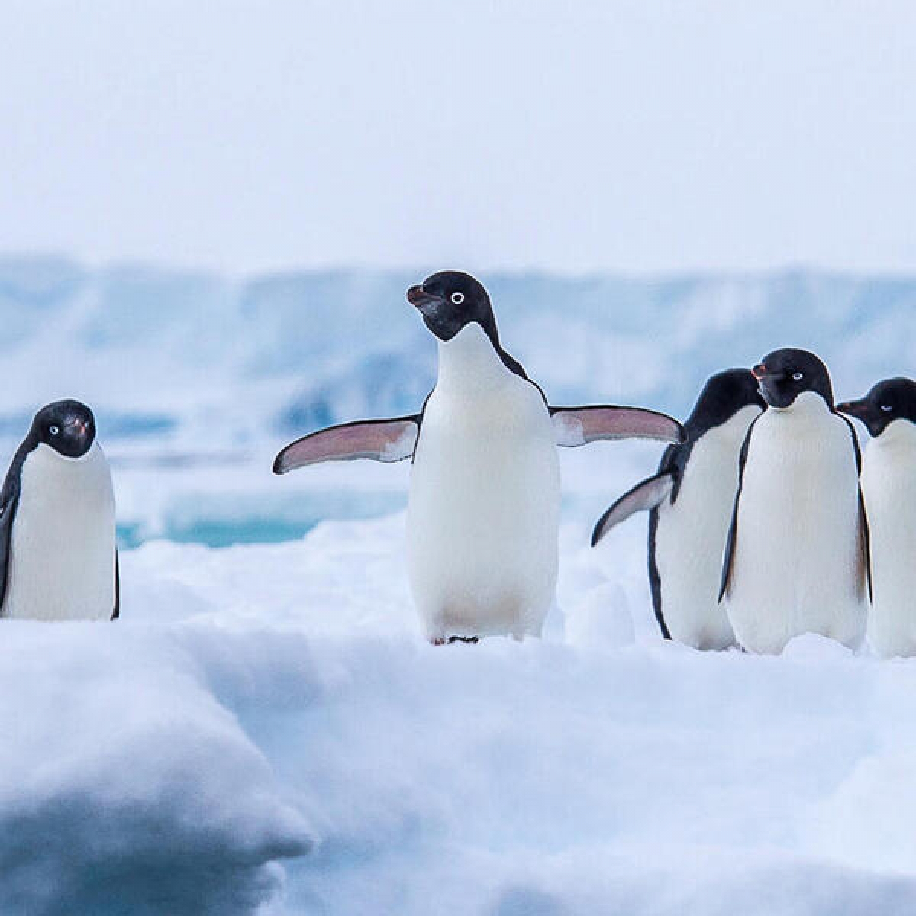 Penguin