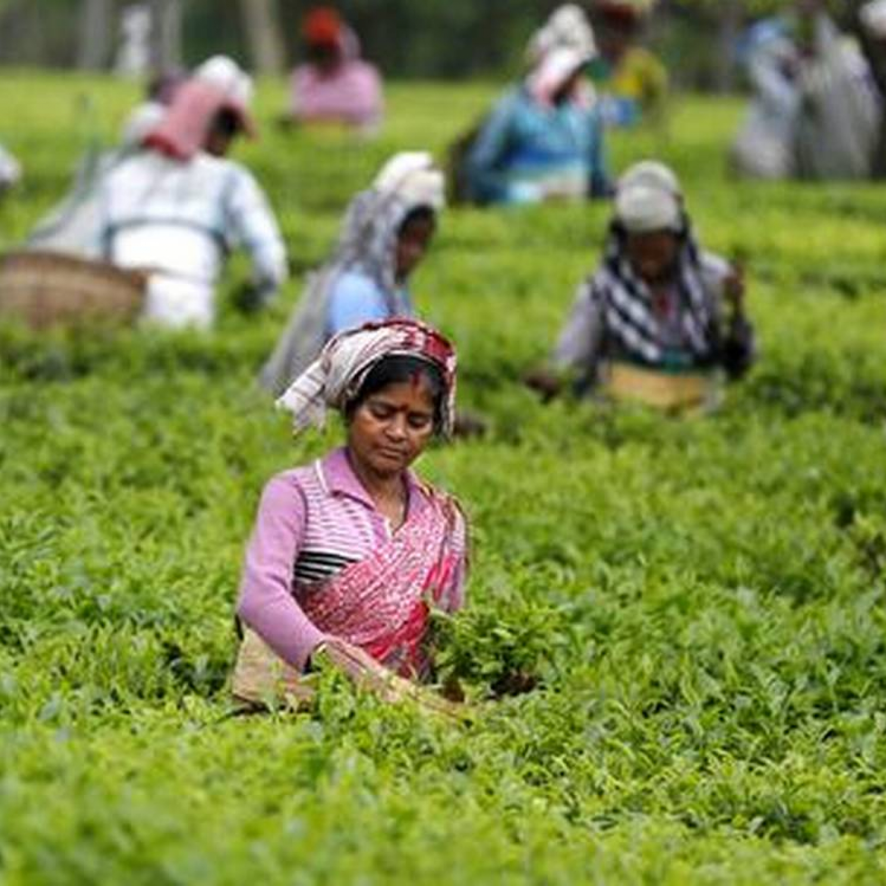 Govt. focused on clearing tea subsidy dues