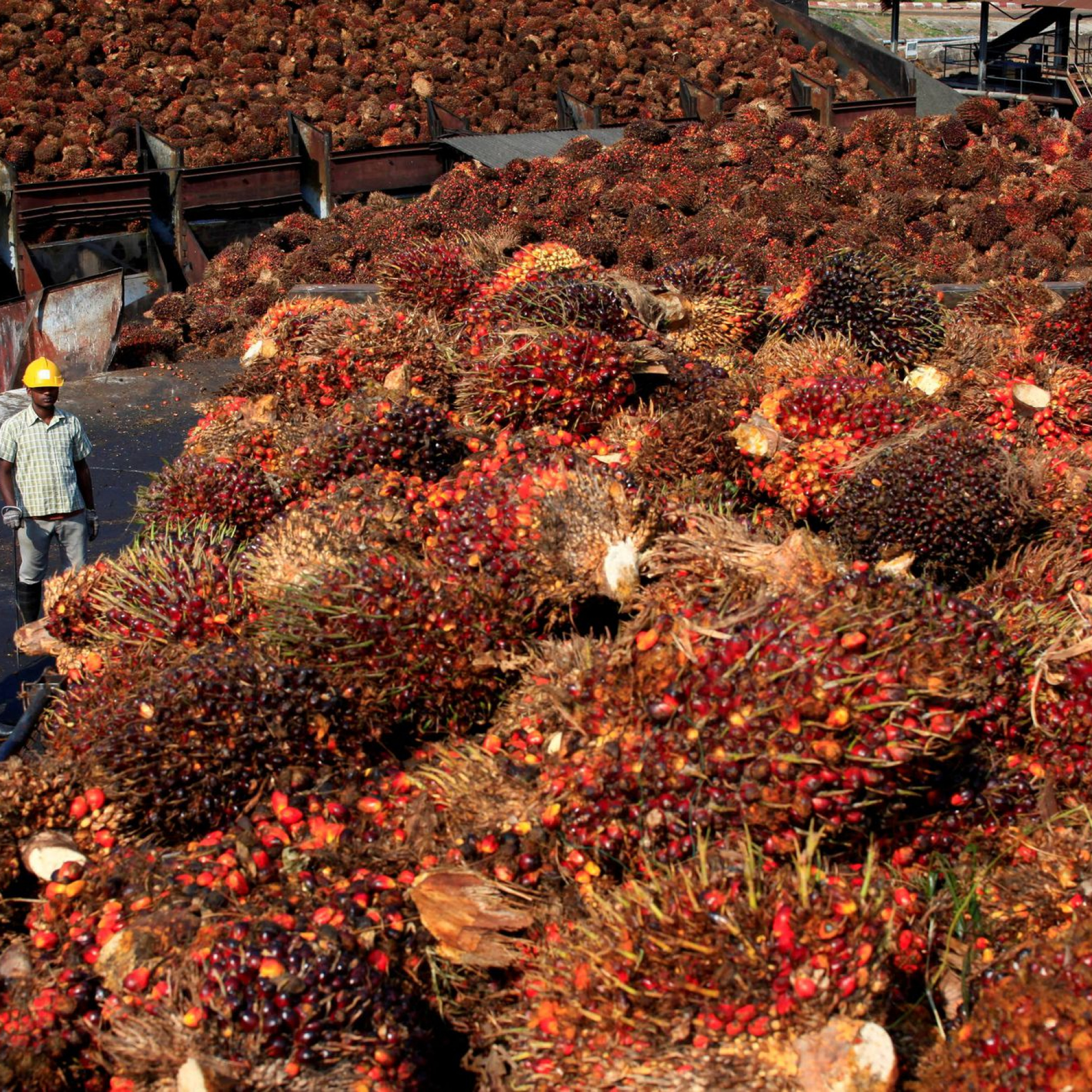 Malaysia palm oil group warns of losses ahead from severe labour crunch