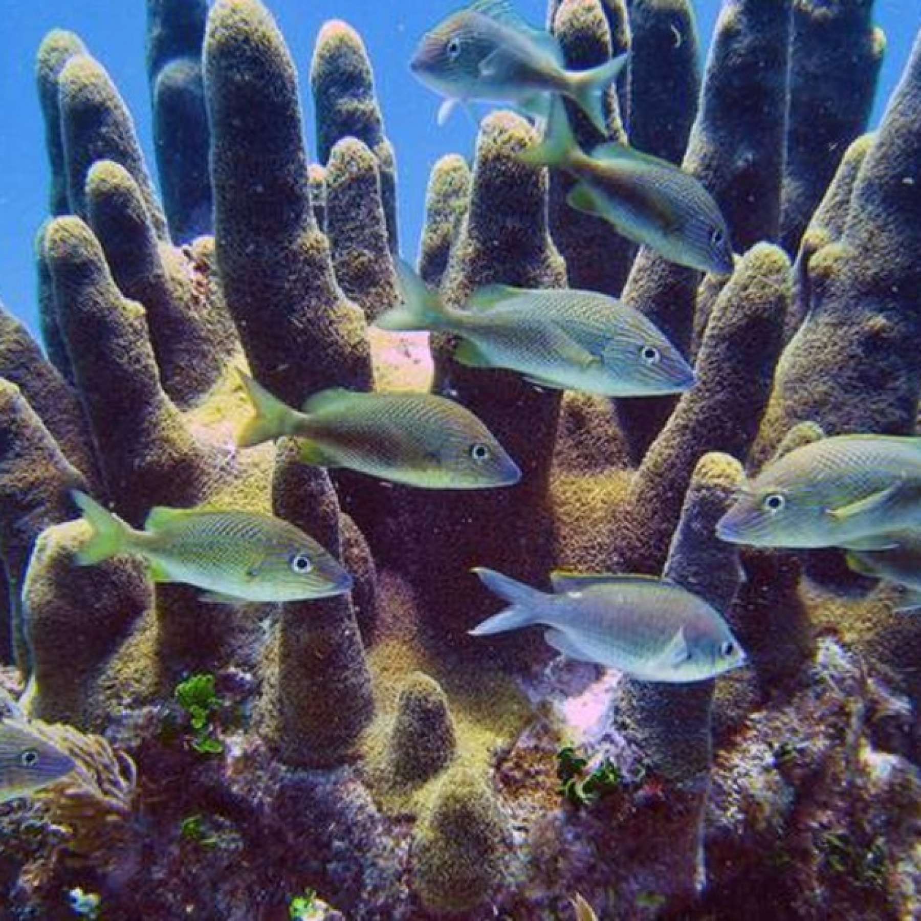 The pillar coral is one of 26 corals in the Atlantic Ocean listed as critically endangered