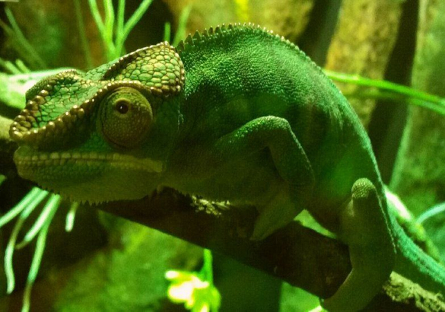 Chameleon-like camouflage made for soft robot