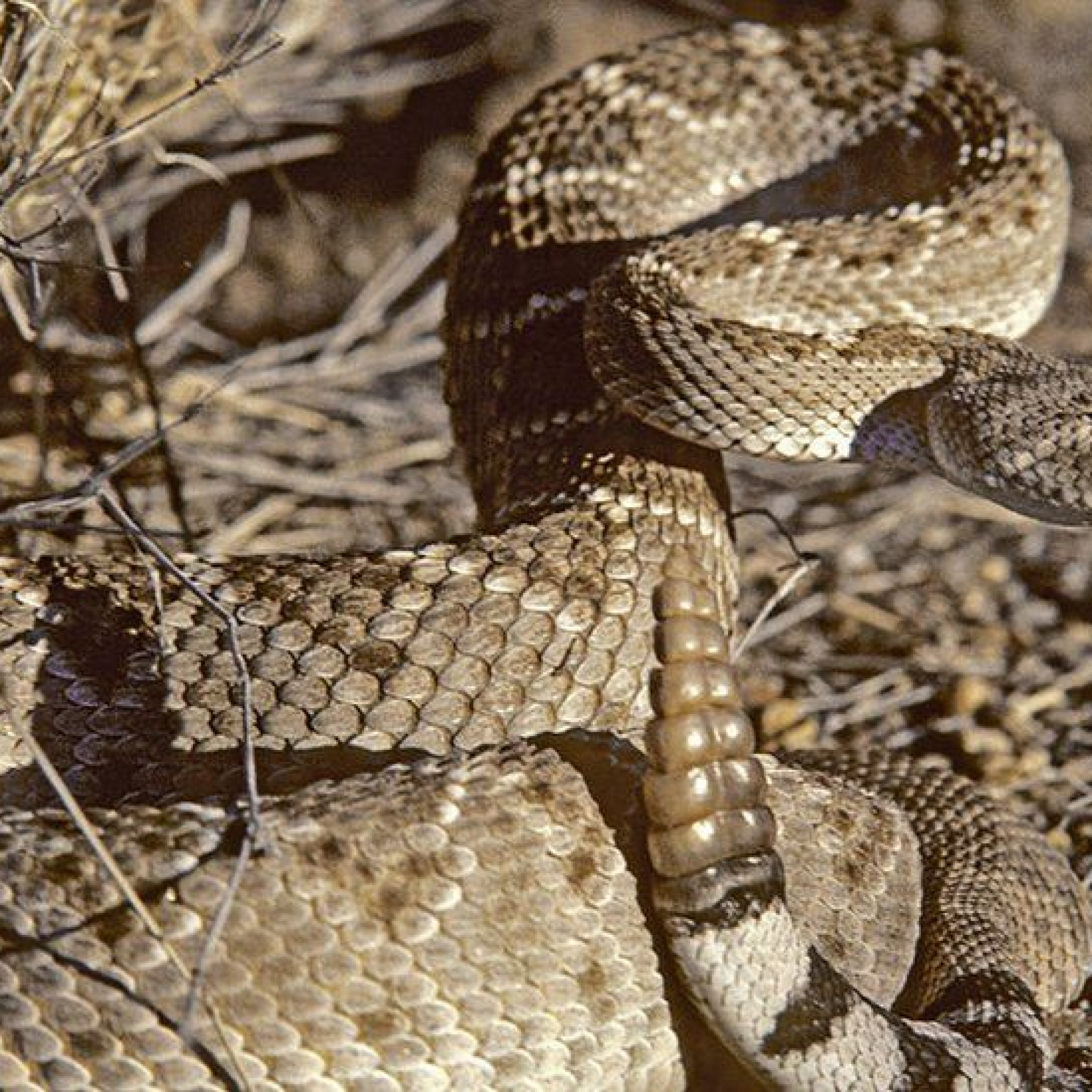 Nature: Rattlesnakes sound trick fools human ears