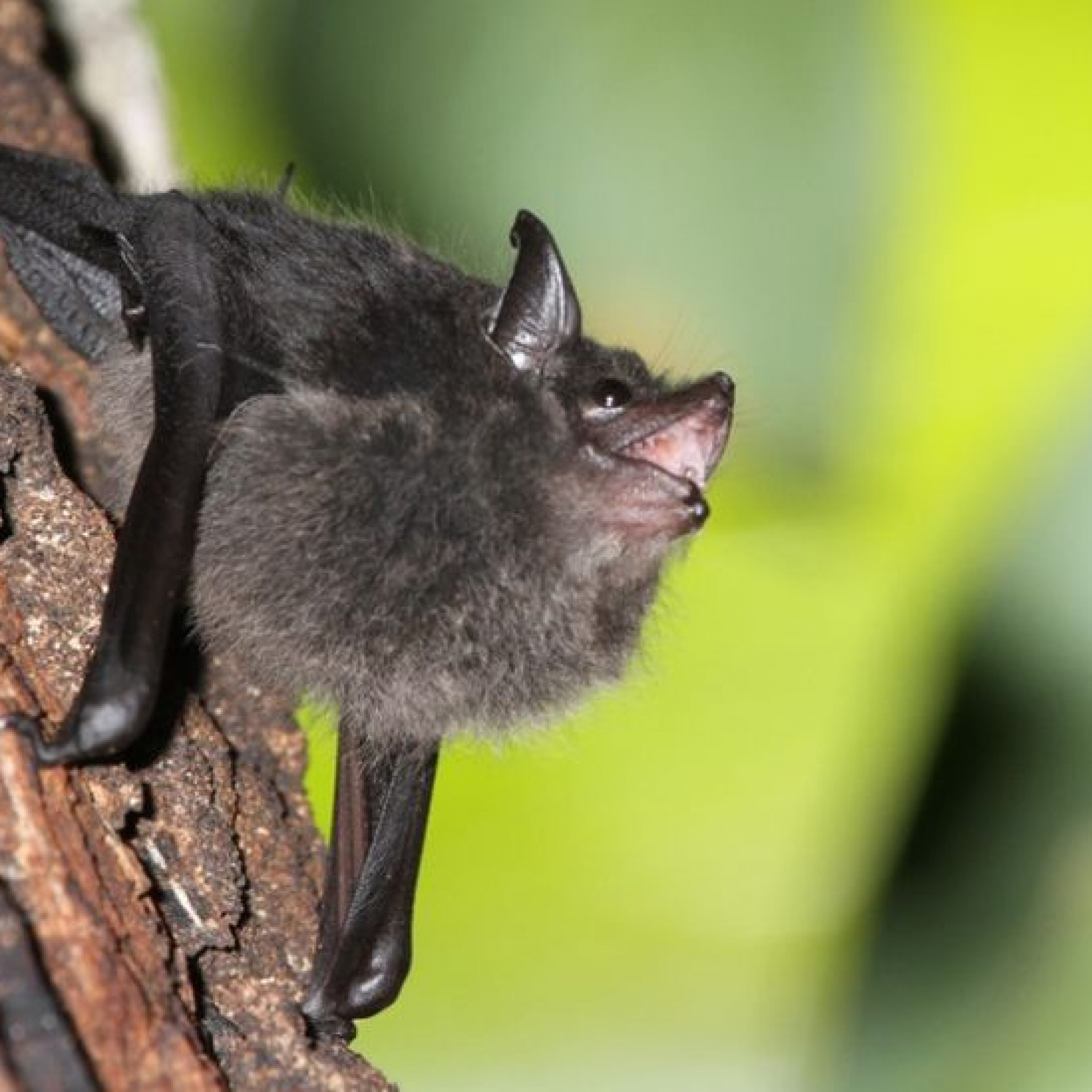 Baby bats babble like humans