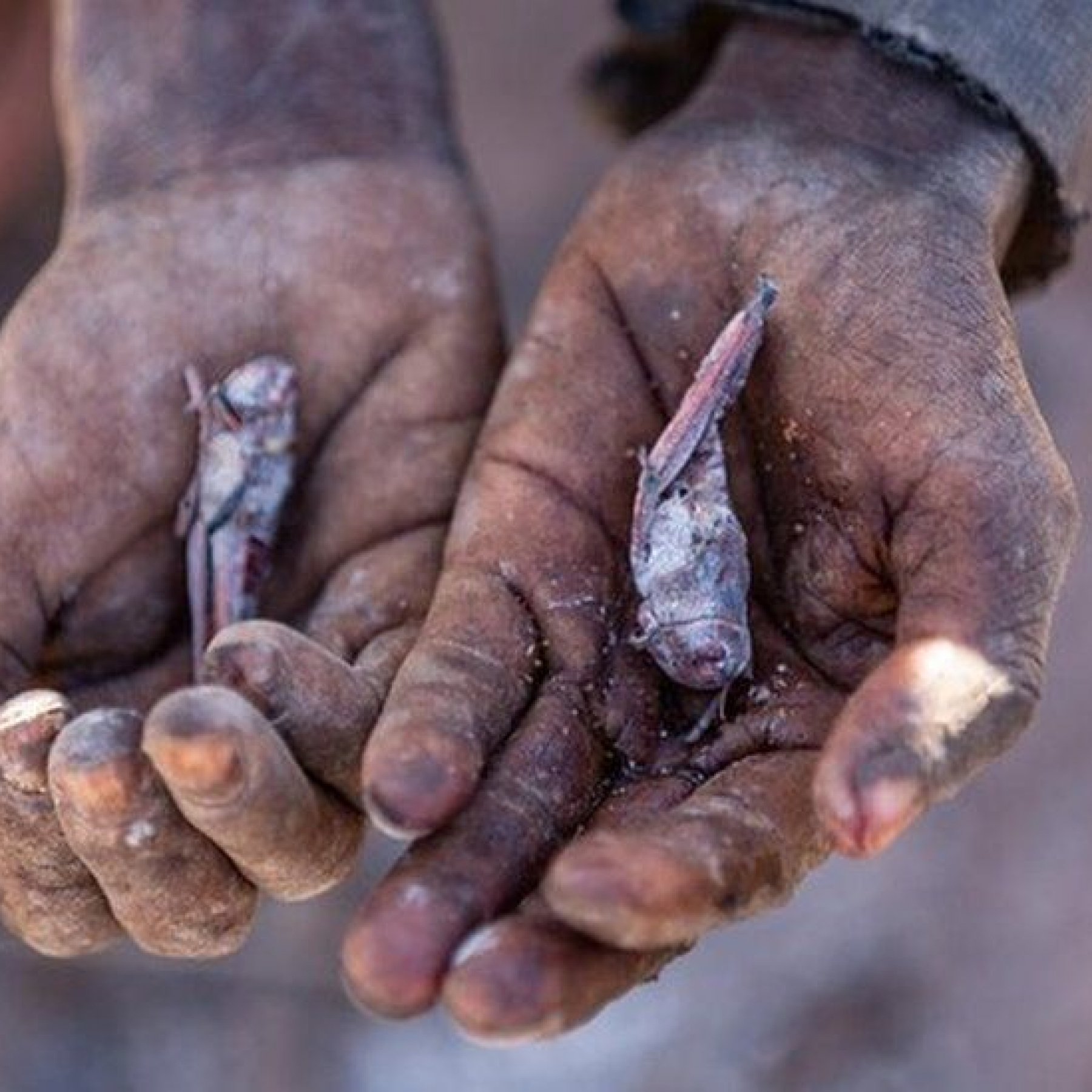 Madagascar on the brink of climate change-induced famine