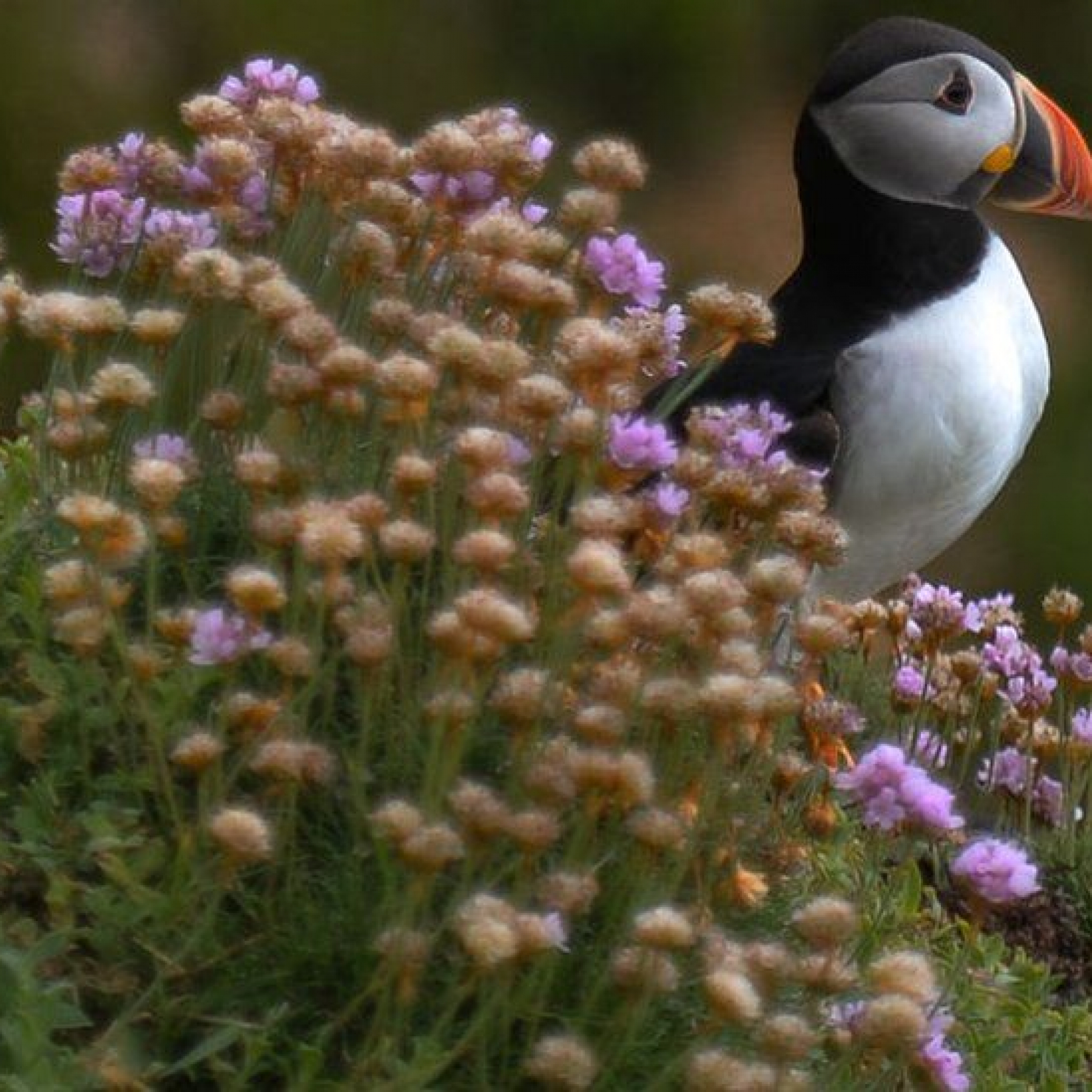 Nature crisis: Talks resume on global plan to protect biodiversity