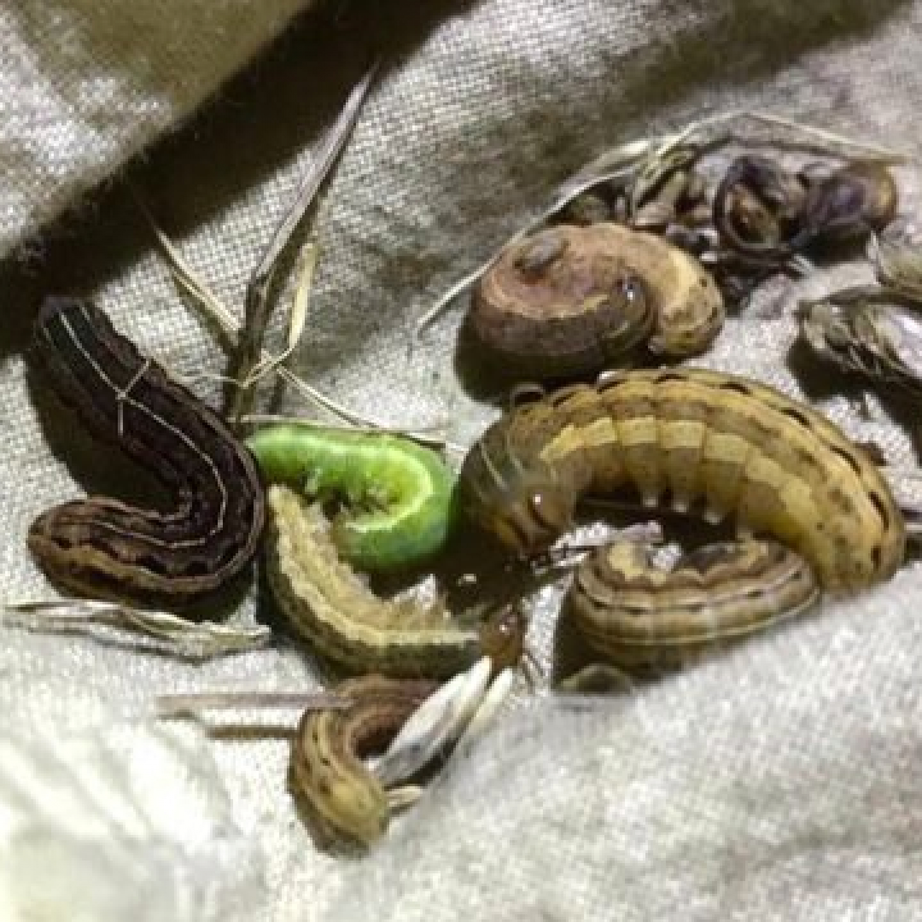 Light pollution from street lamps linked to insect loss