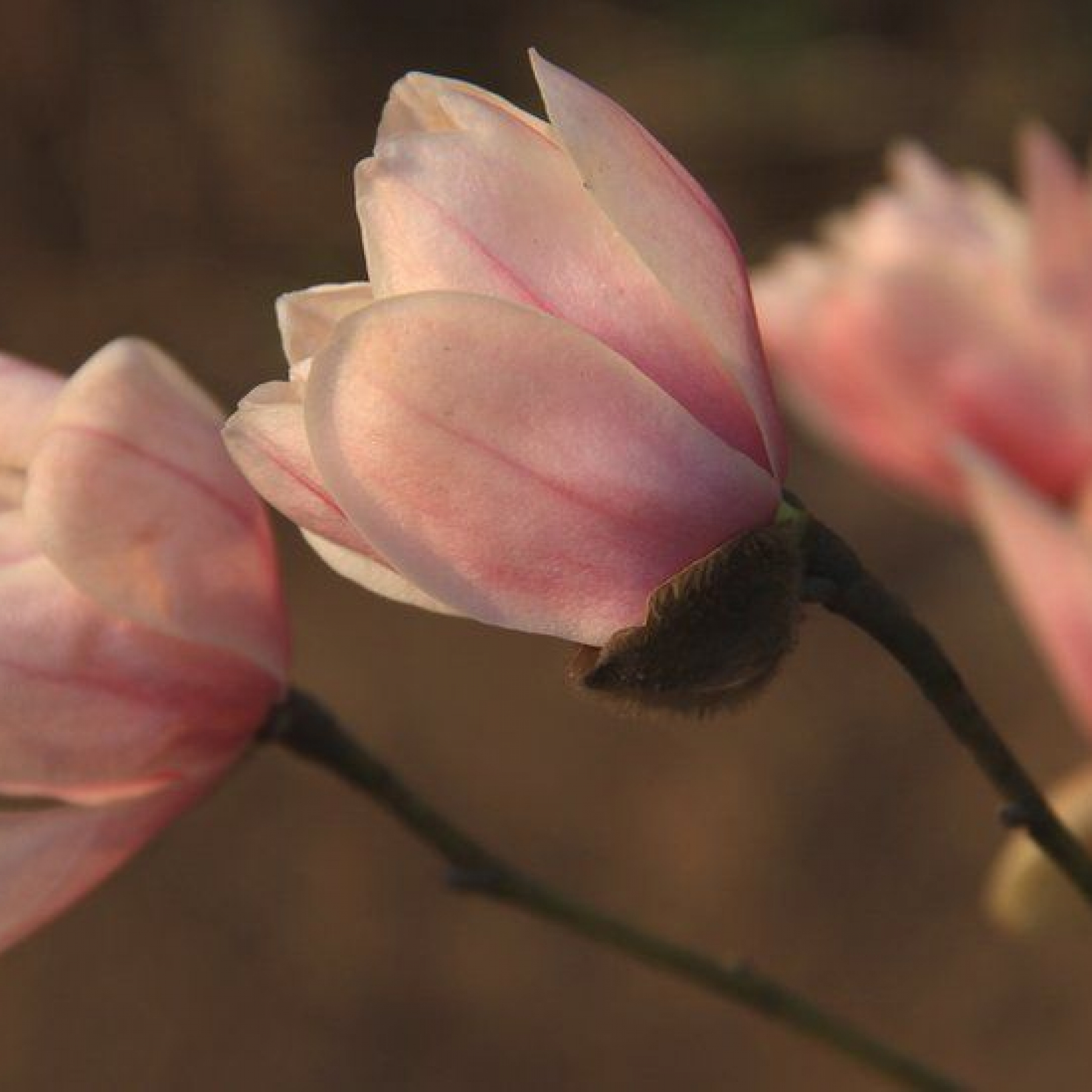 One in three trees face extinction in wild says new report