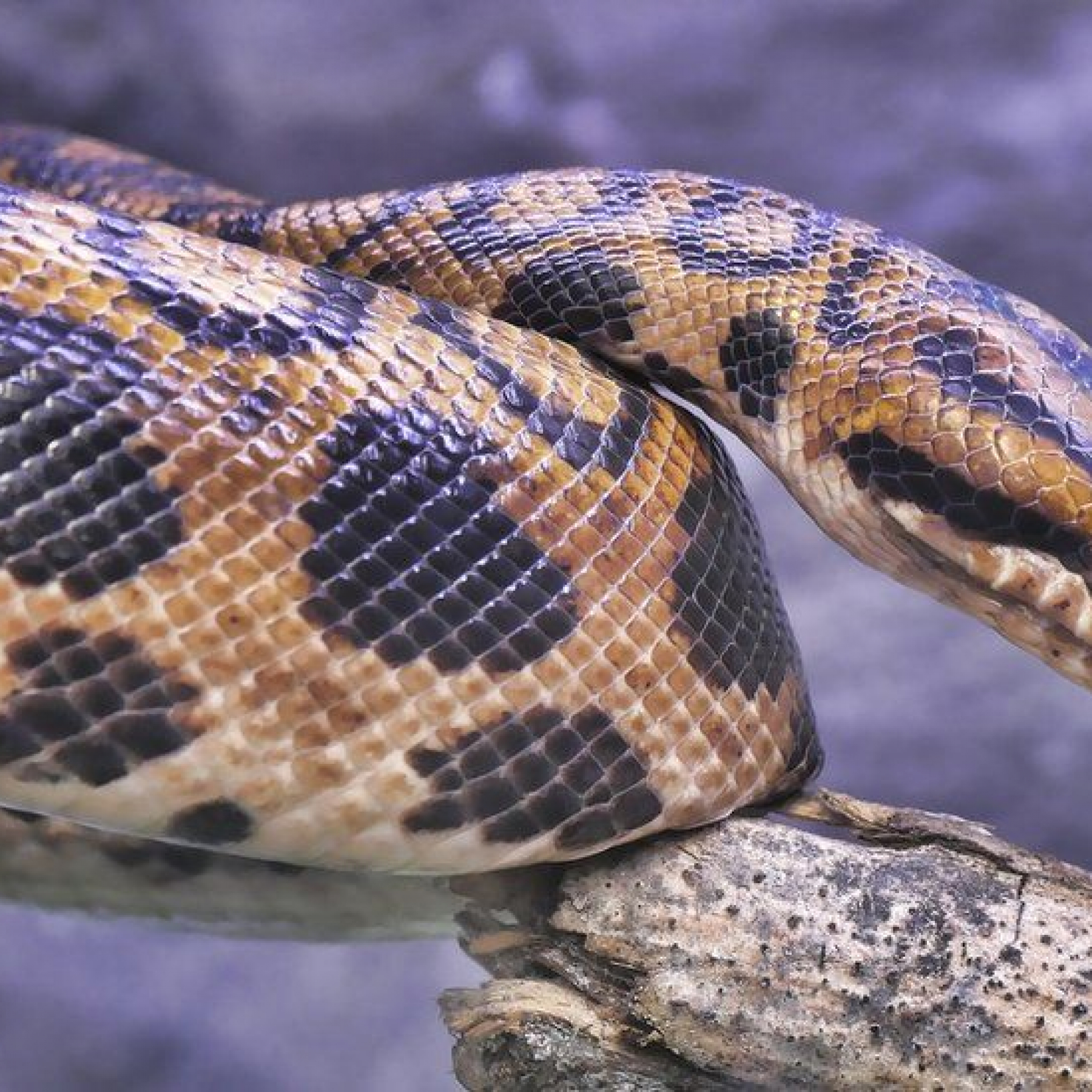 Asteroid that wiped out dinosaurs shaped fortunes of snakes