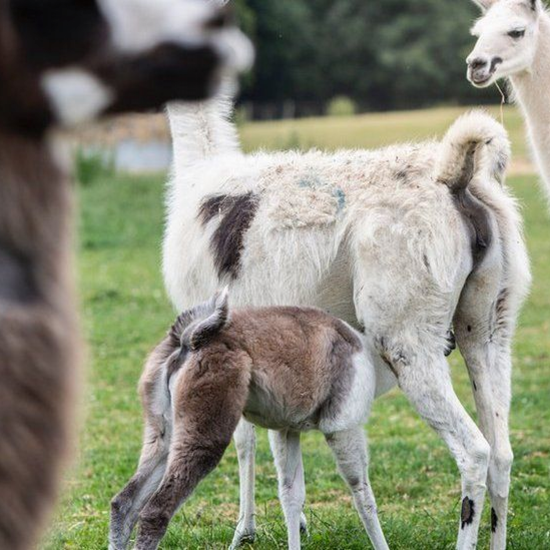 Covid: Immune therapy from llamas shows promise
