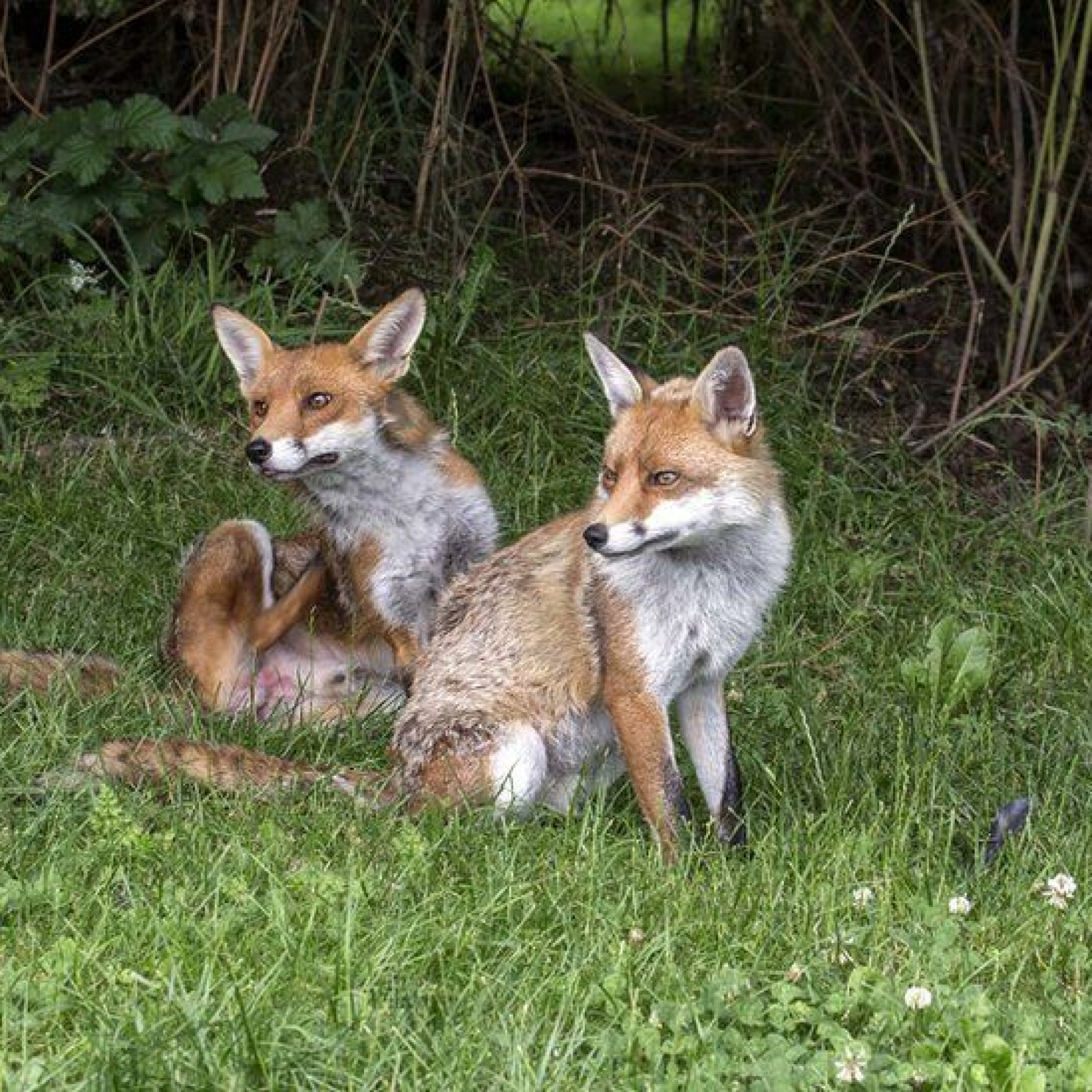 Mark Hankinson: Top huntsman guilty of encouraging illegal fox hunting