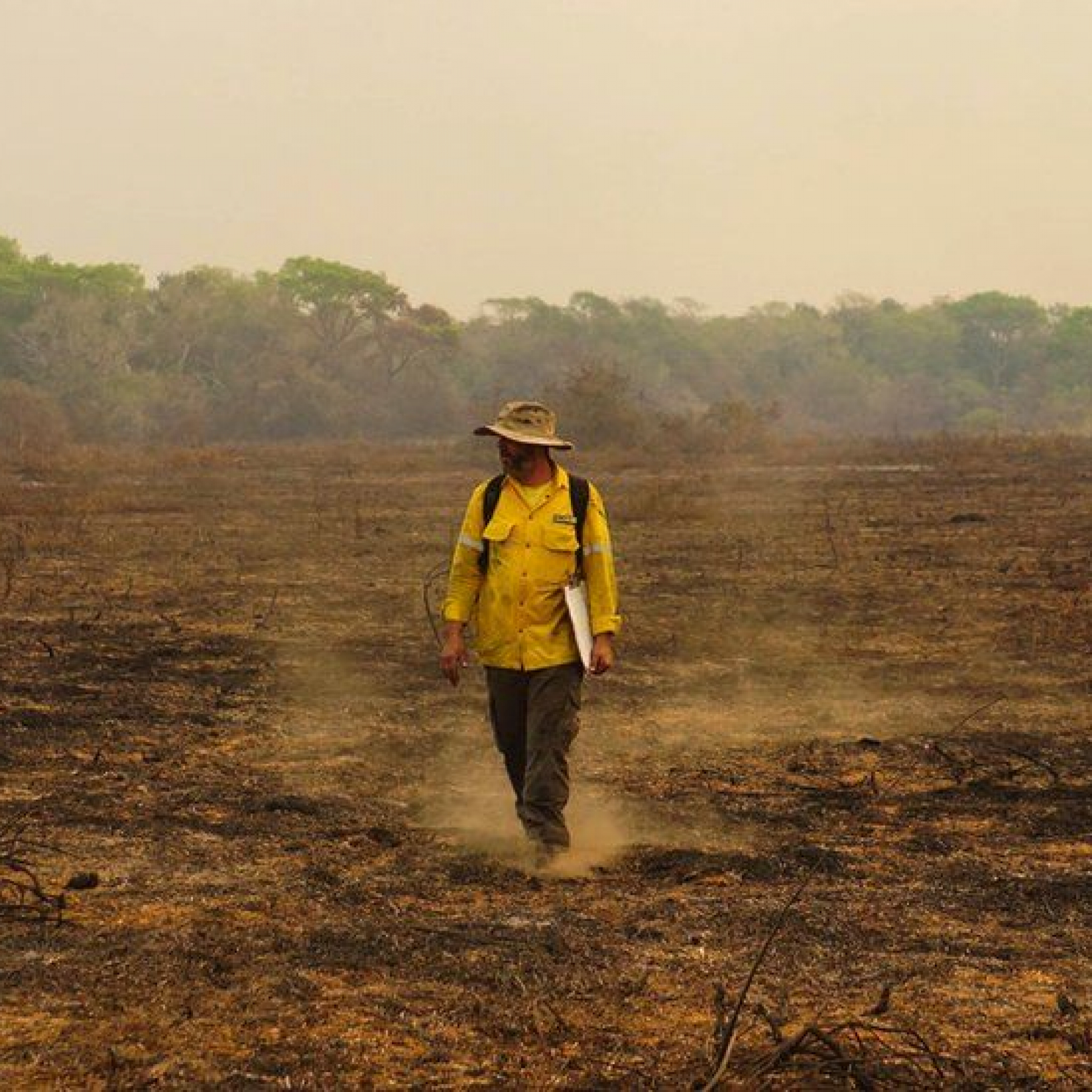 Brazil wildfires killed an estimated 17 million animals