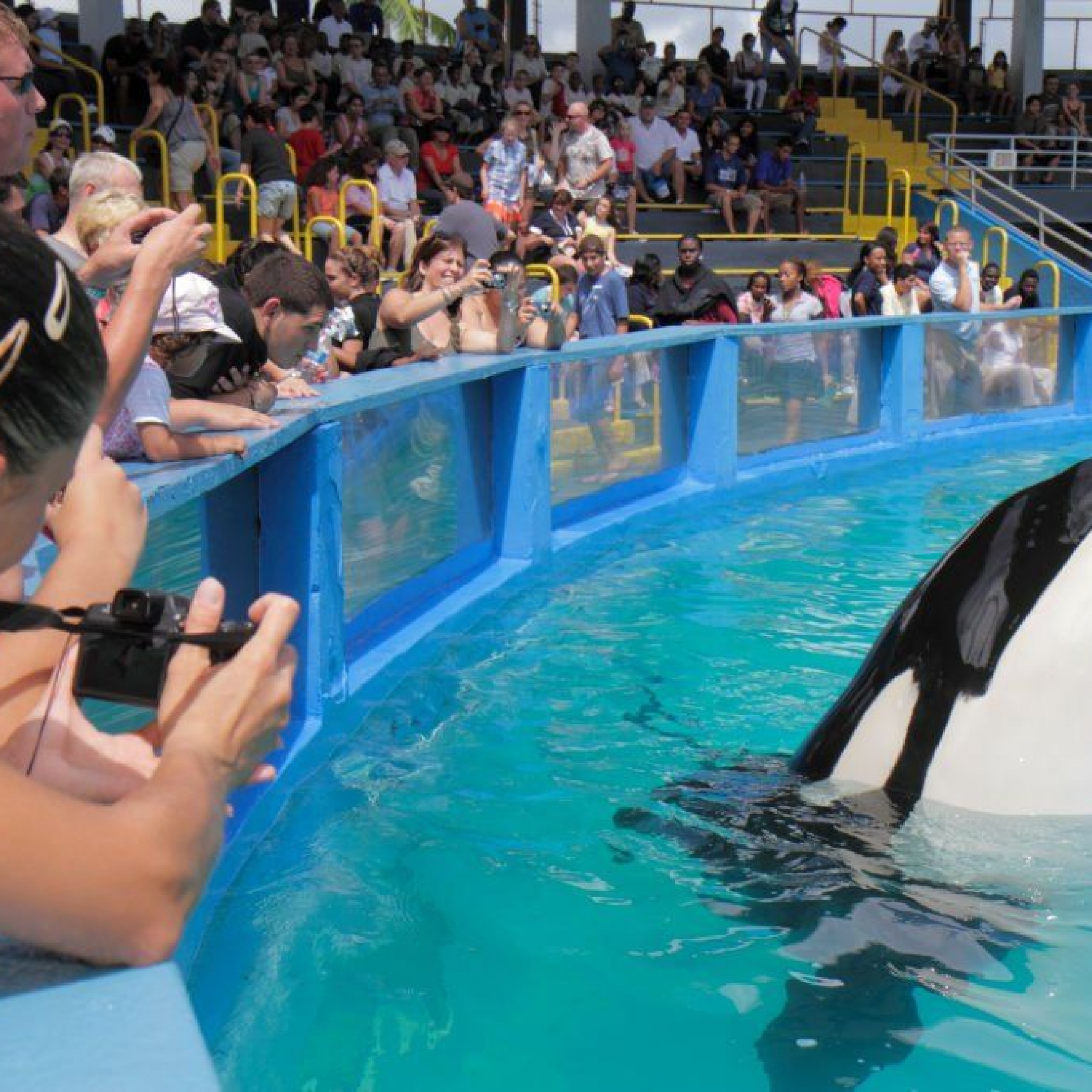 Lolita the killer whale, pictured during her 40th anniversary performance at the Miami Seaquarium