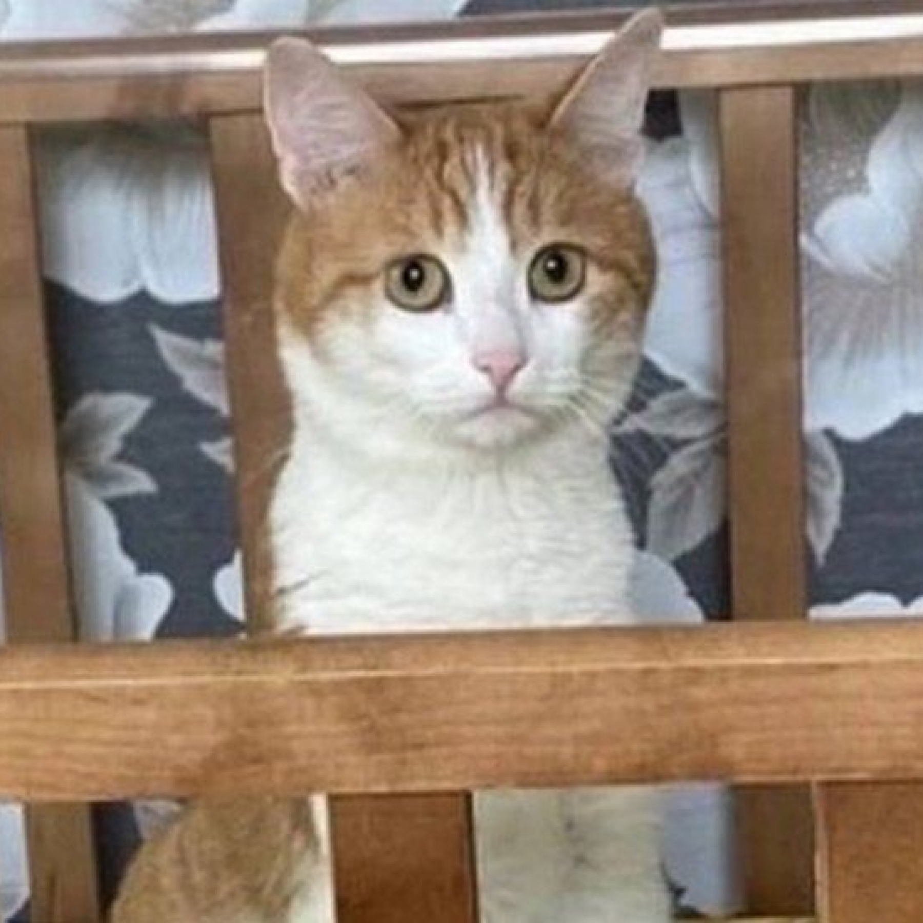 Twix was found dead by volunteers on Saturday