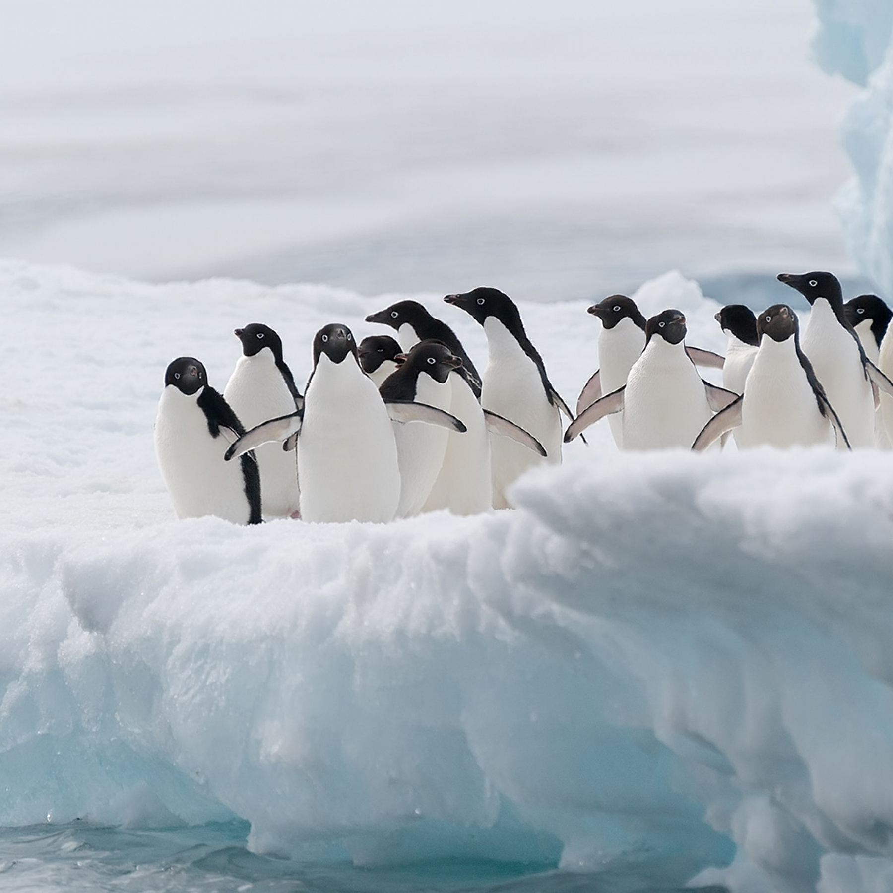 China blocks moves to step up protection of emperor penguins