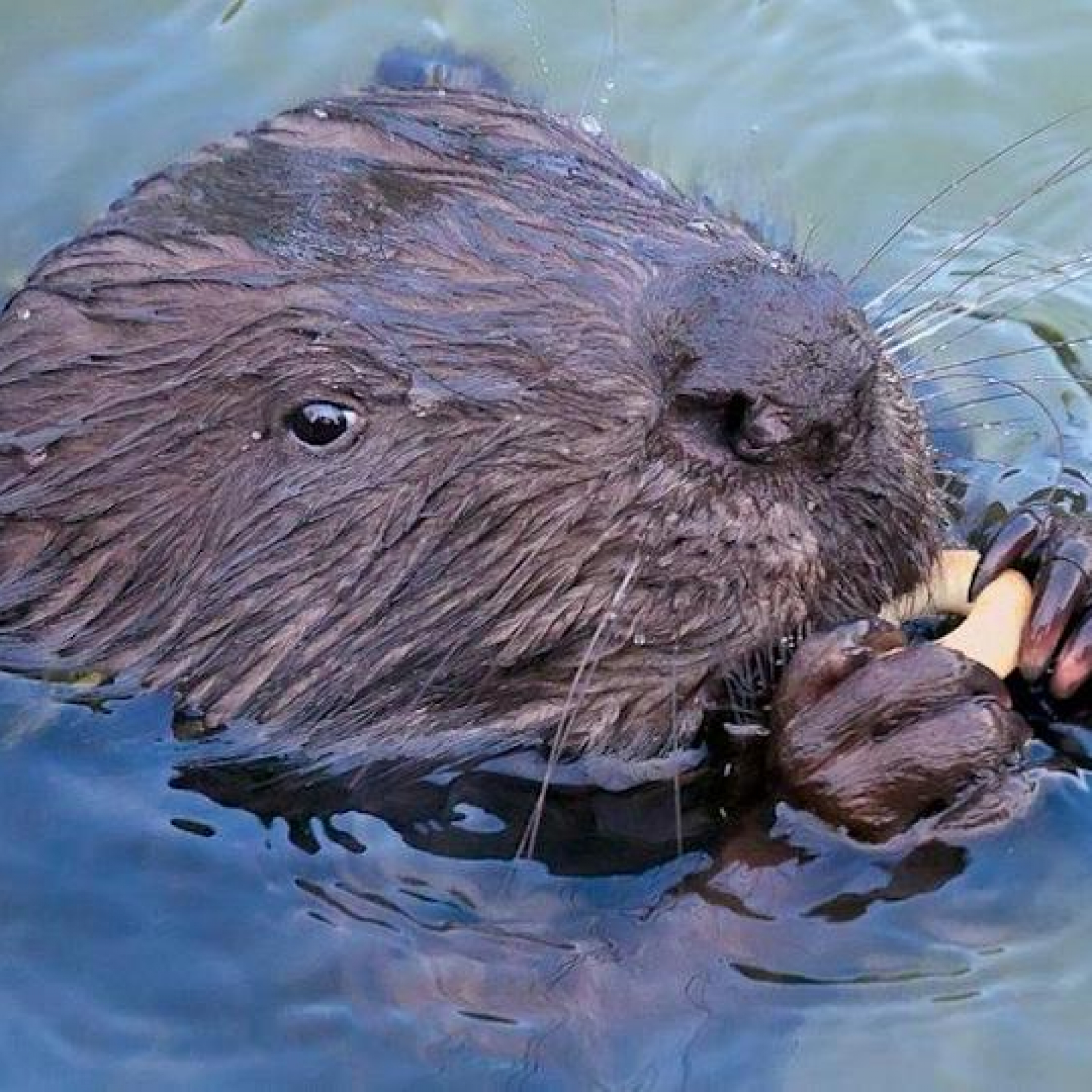 Consultation begins on beaver reintroductions