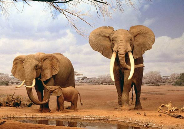 Chinas wandering elephants may finally be heading home