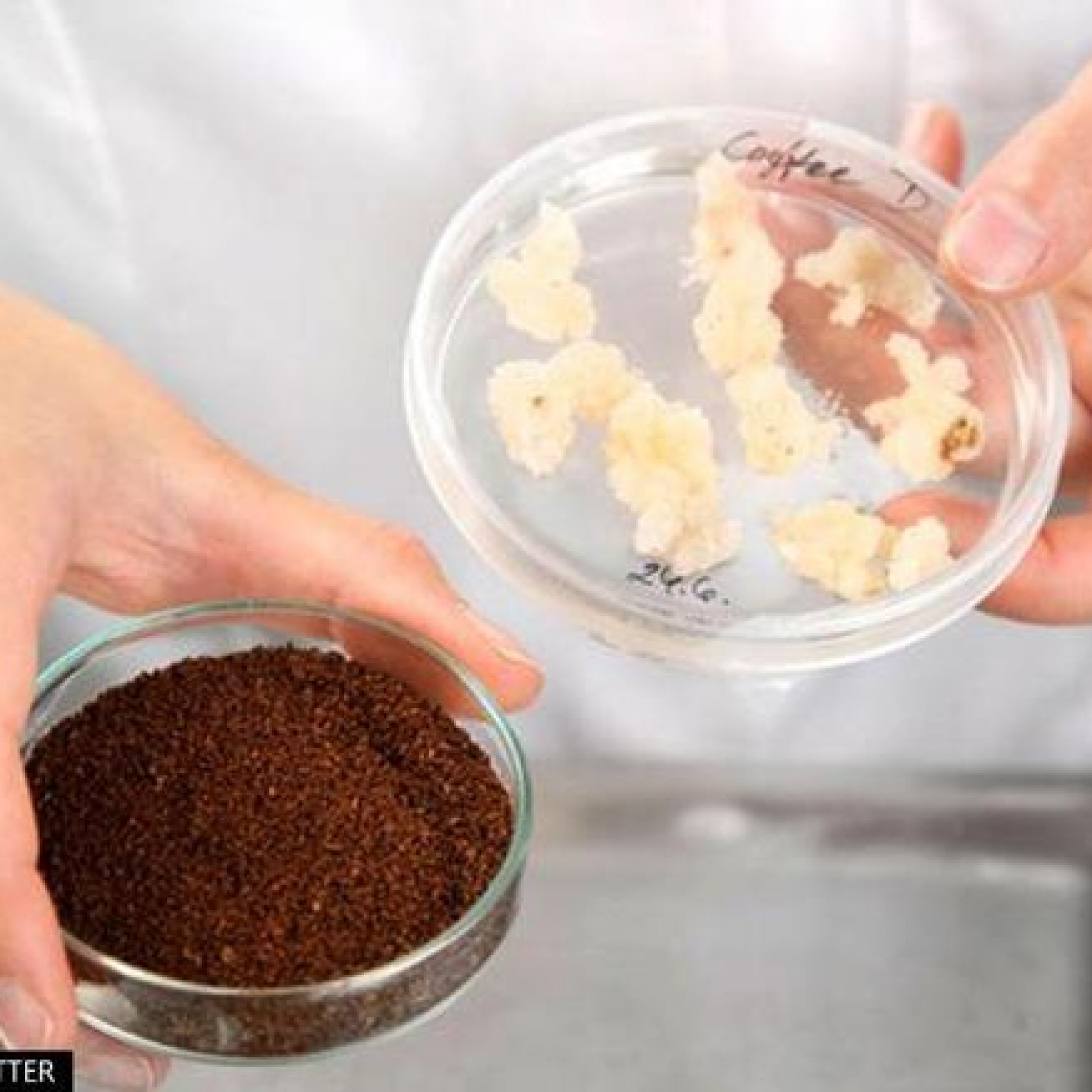 First-ever Lab Grown Coffee Produced By Scientists In Finland Tastes Ordinary