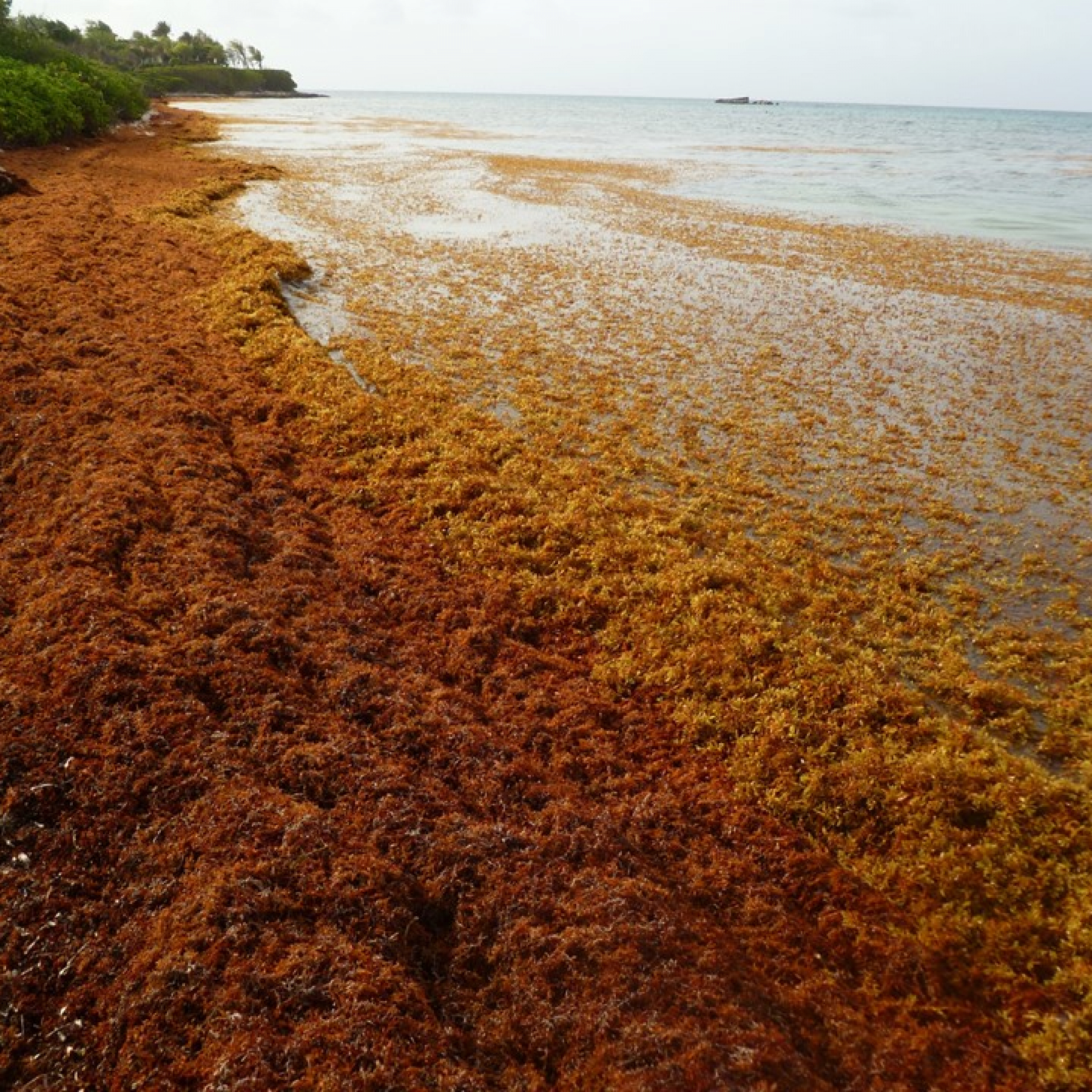 Mexico Caribbean beaches may see worst sargassum since 2018