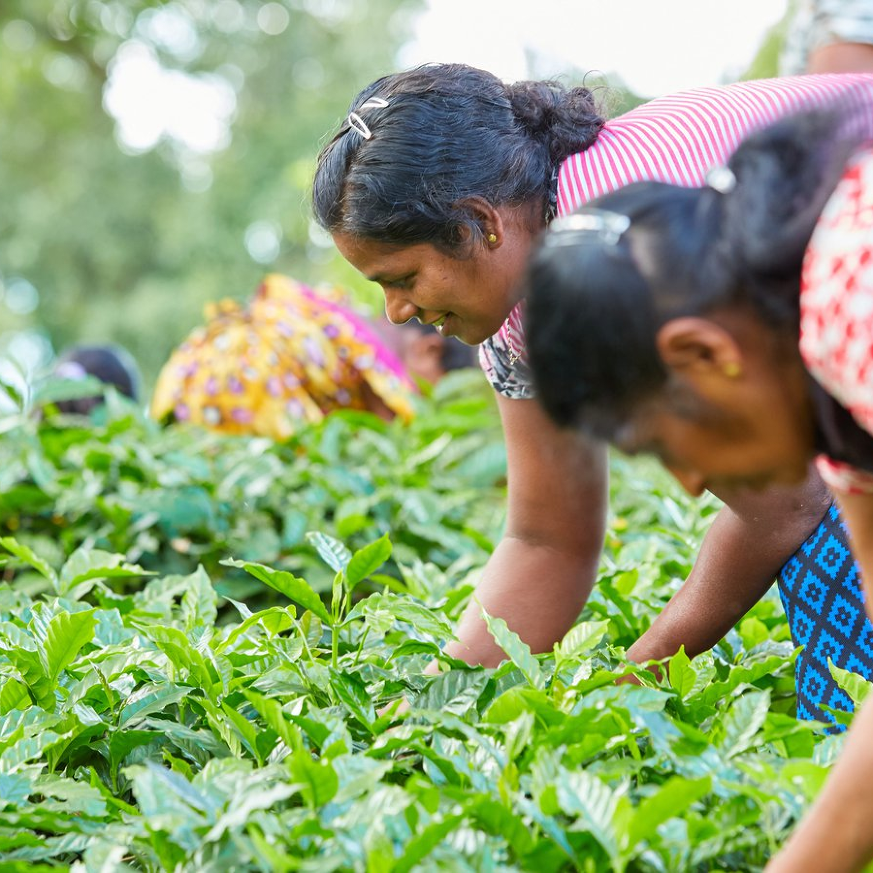 Adaptation strategies needed now as climate change shifts crop production: Study